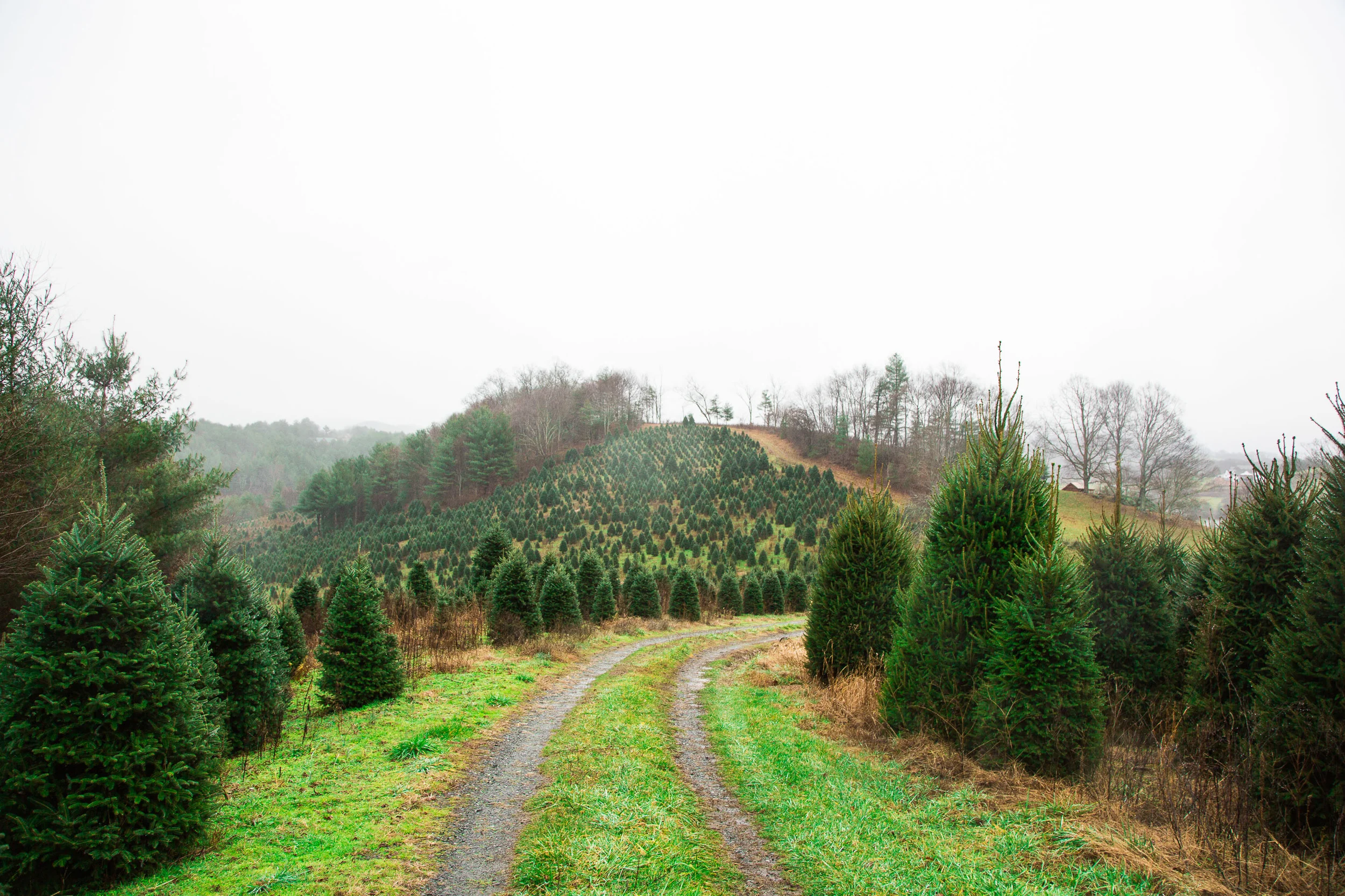 Daddy Bill's Mountain Land