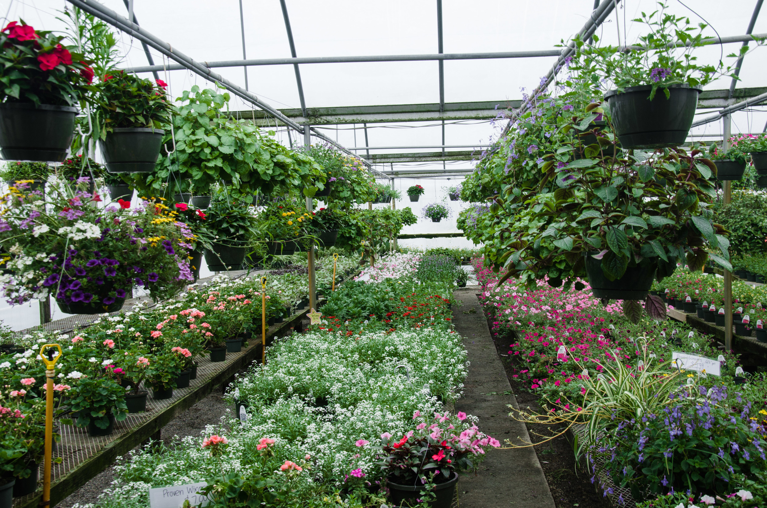 Tarheel Nursery