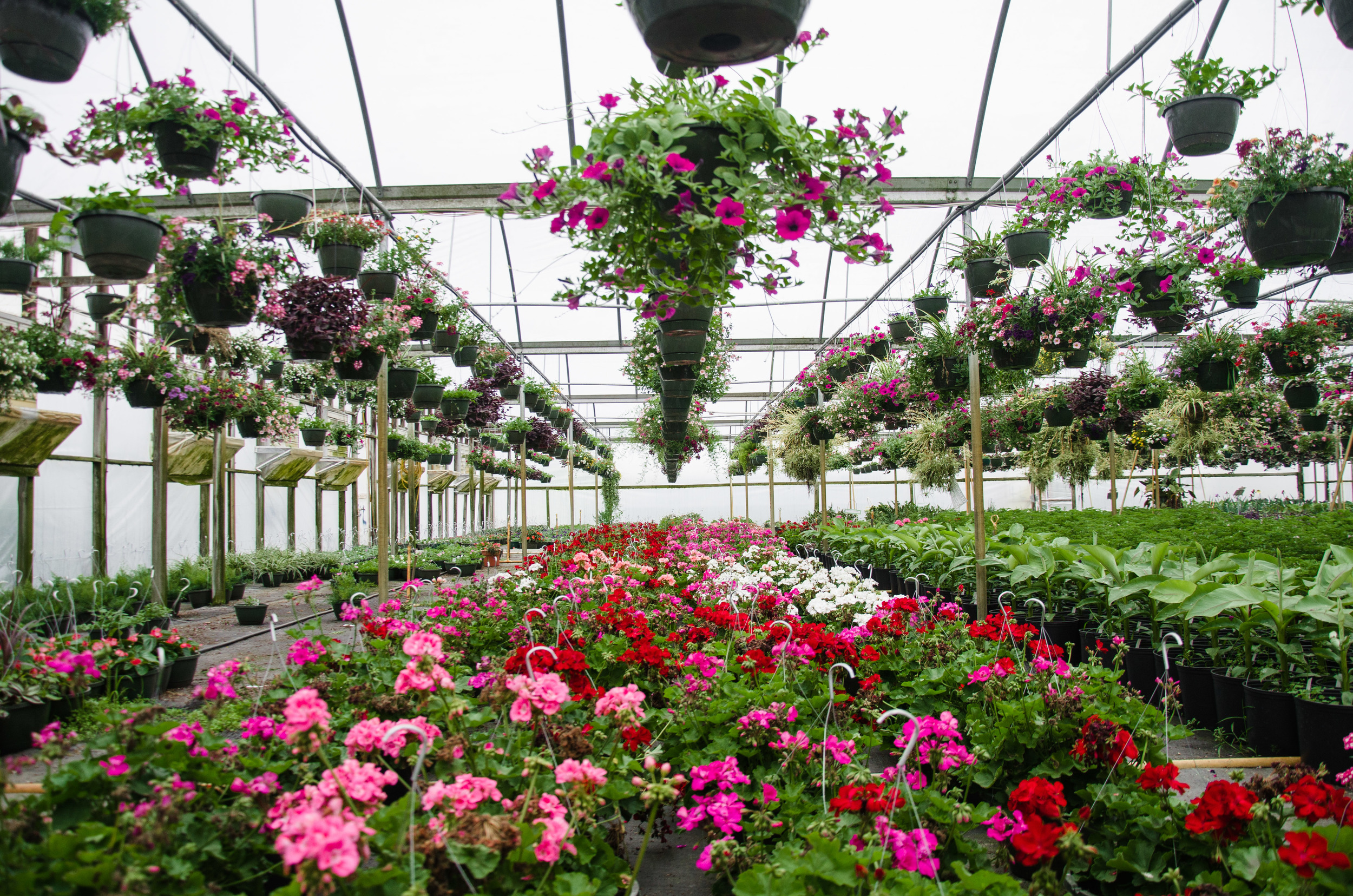Tarheel Nursery