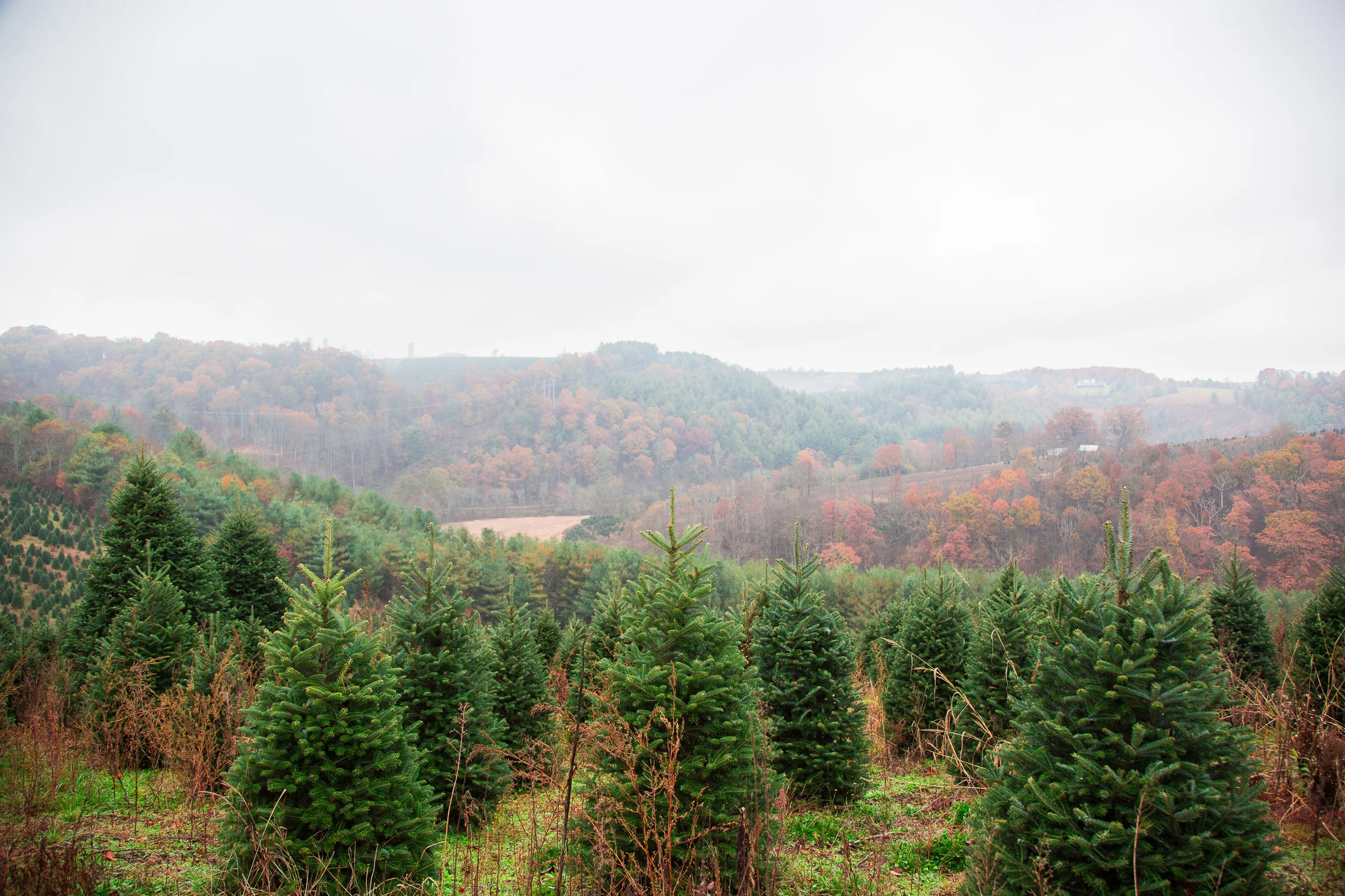 O Fraser Fir: North Carolina's Christmas Tree
