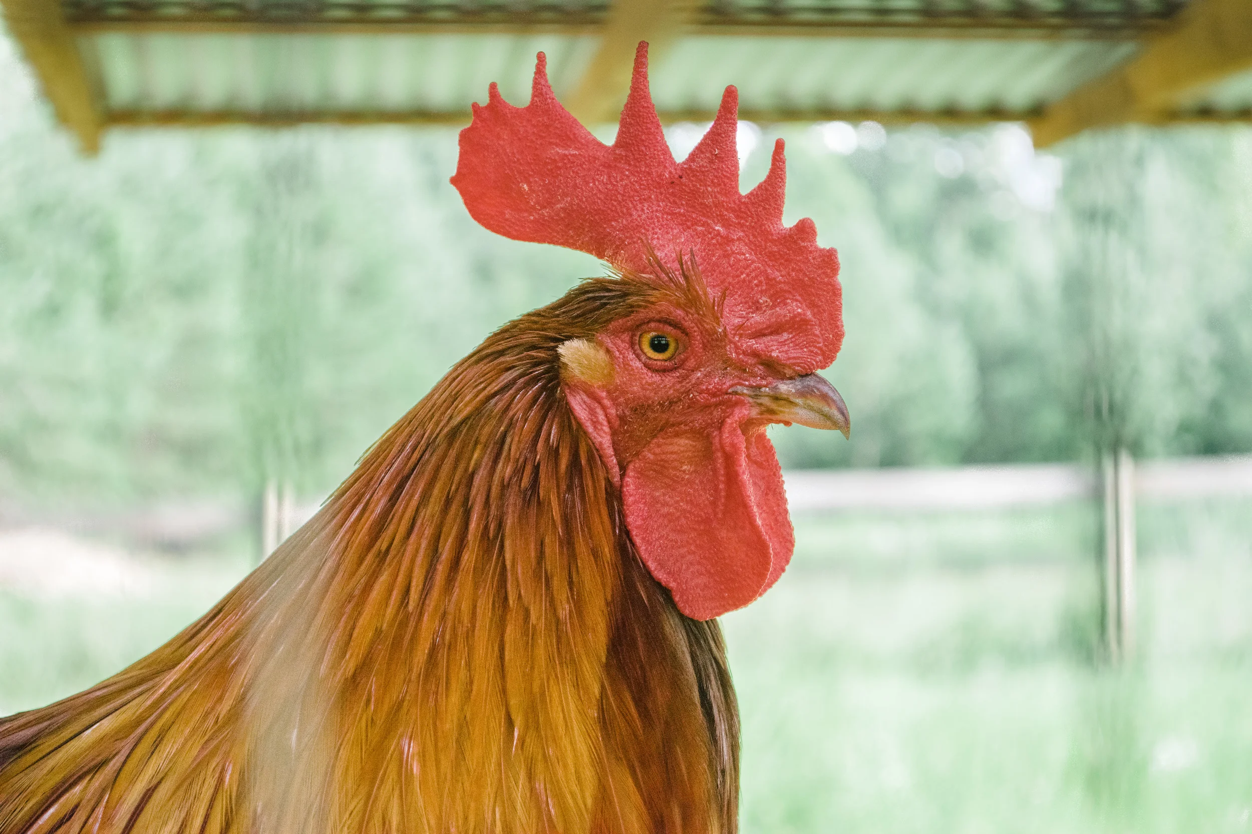 Piedmont Farm Animal Refuge