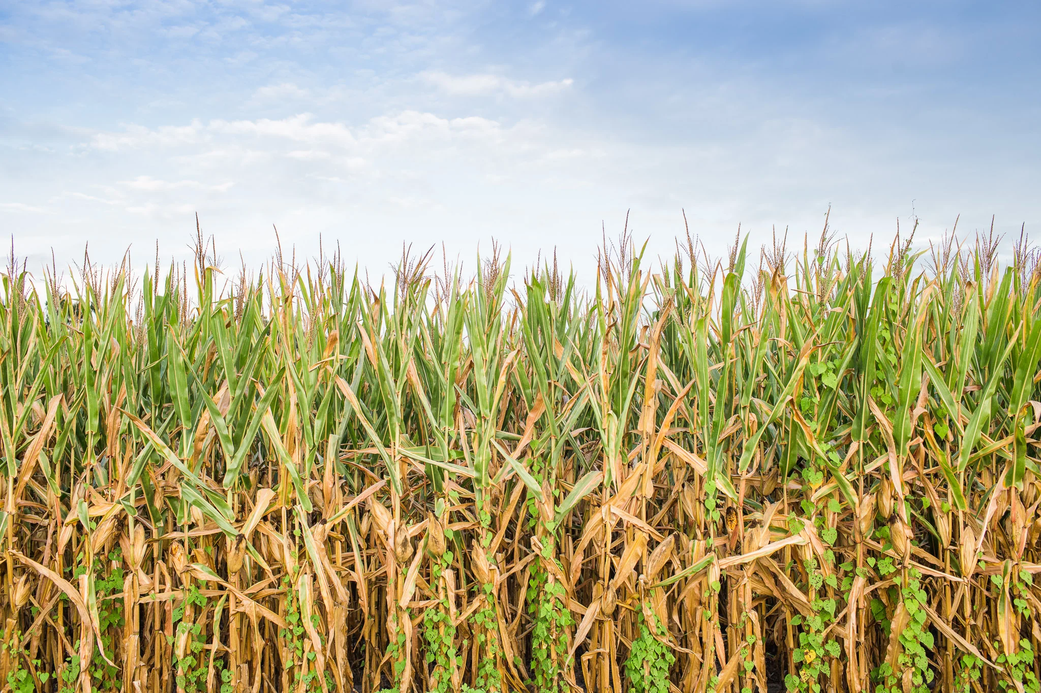 Shuckin' for Succotash: Corn