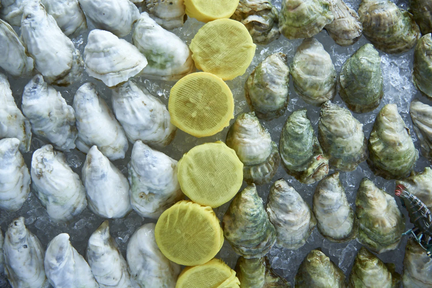 Oyster Shucking School with Locals Seafood