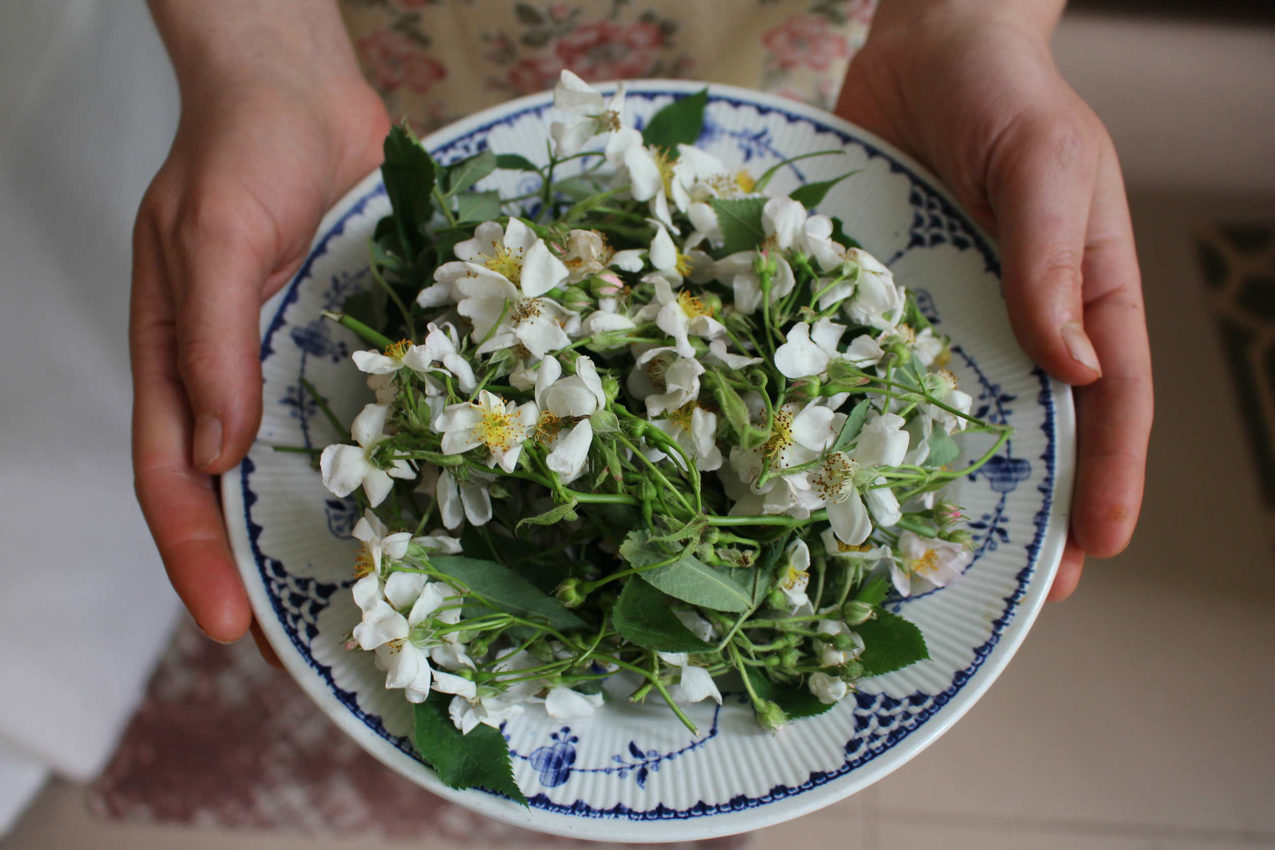 Asia Suler, of One Willow Apothecaries, holds the day's wildcrafted multiflora rose.