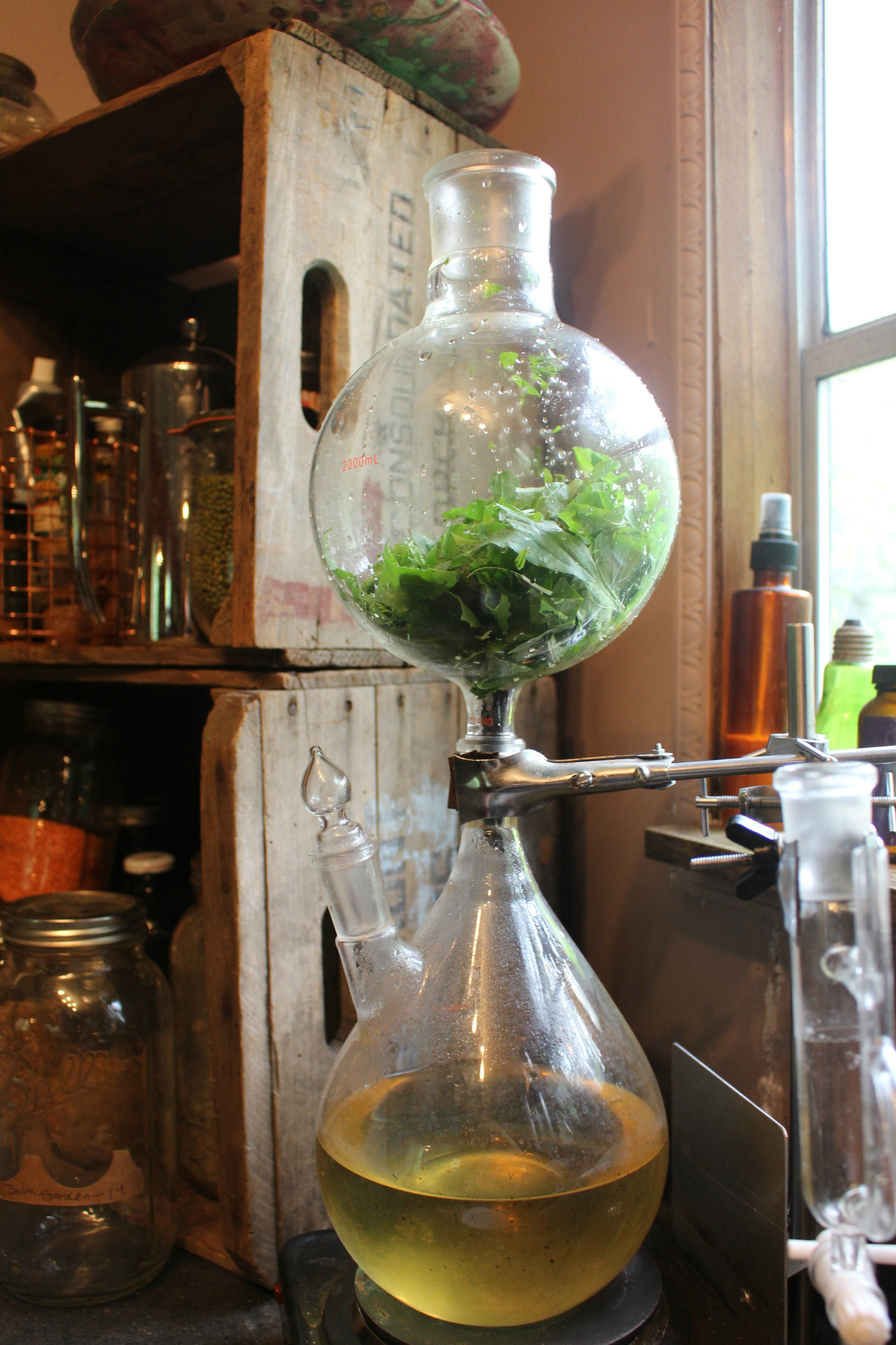 A Steam Distiller filled with plantain leaf 