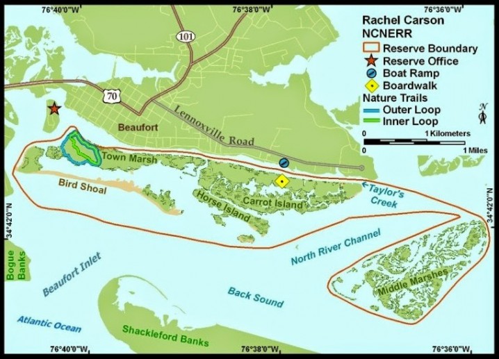The Rachel Carson Reserve is between the mouths of the Newport and North rivers and directly across Taylor’s Creek from the historic town of Beaufort in Carteret County. The main part of the site, just south of Beaufort, is a complex of islands which includes Carrot Island, Town Marsh, Bird Shoal and Horse Island. These islands are more than three miles long and less than a mile wide. Middle Marsh, separated from the rest of the site by the North River Channel, is almost two miles long and less than a mile wide. The entire Rachel Carson component is 2,315 acres. Acquisition of the area was completed in 1985, with the addition of Middle Marsh in 1989. Map: N.C. Division of Coastal Management.