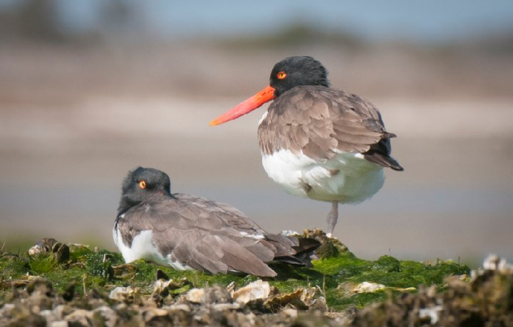 RACHEL CARSON WAS DELIGHTED BY THE VARIETY OF SHOREBIRDS THAT SHE SAW IN THE SALT MARSHES AROUND BEAUFORT. HERE’S JUST A SAMPLING AS SEEN THROUGH THE LENSES OF JARED LLOYD’S CAMERA.