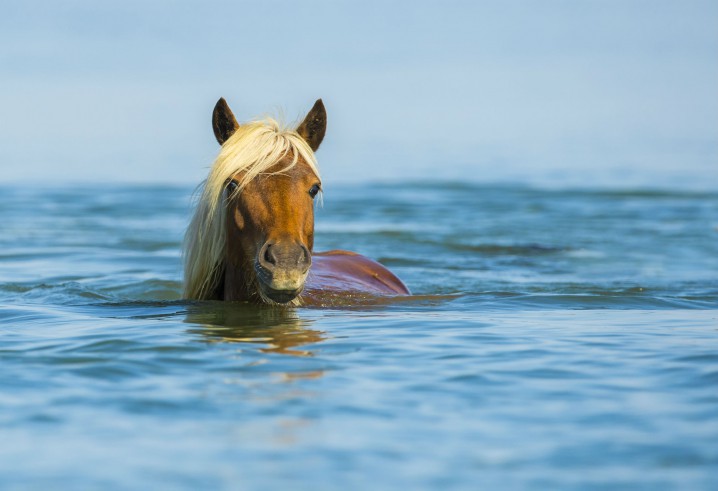 HORSES HAVE PROBABLY BEEN AN OFF-AND-ON FEATURE OF THE RACHEL CARSON RESERVE FOR MORE THAN 300 YEARS. PHOTO: JARED LLOYD