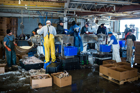 Managing the fish house floor includes making sure seafood is at proper temperatures. Photo by Daniel Pullen.