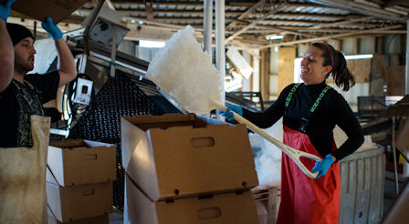 Managing the fish house floor includes making sure seafood is at proper temperatures. Photo by Daniel Pullen.