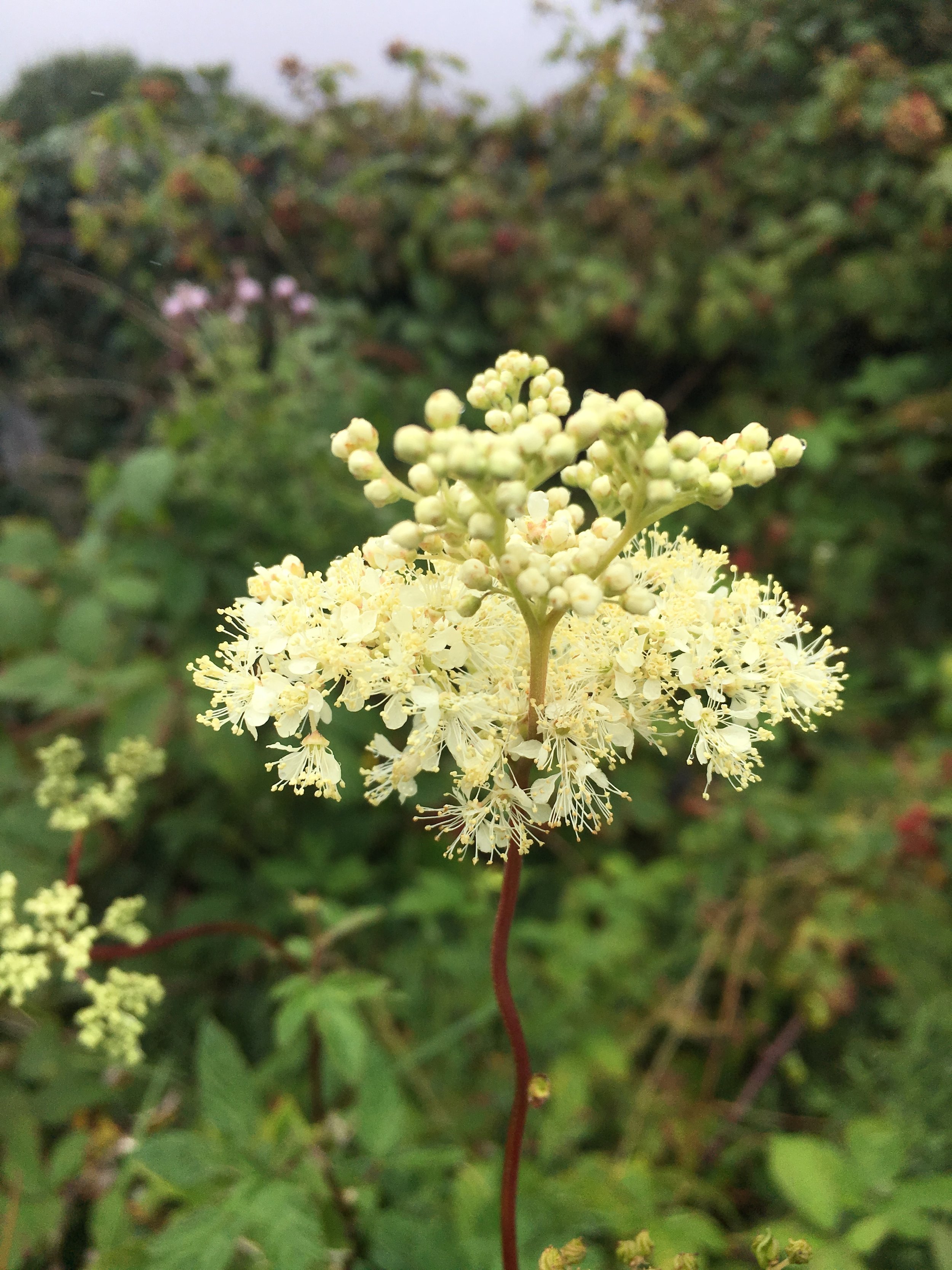 Herb of the Month: Meadowsweet