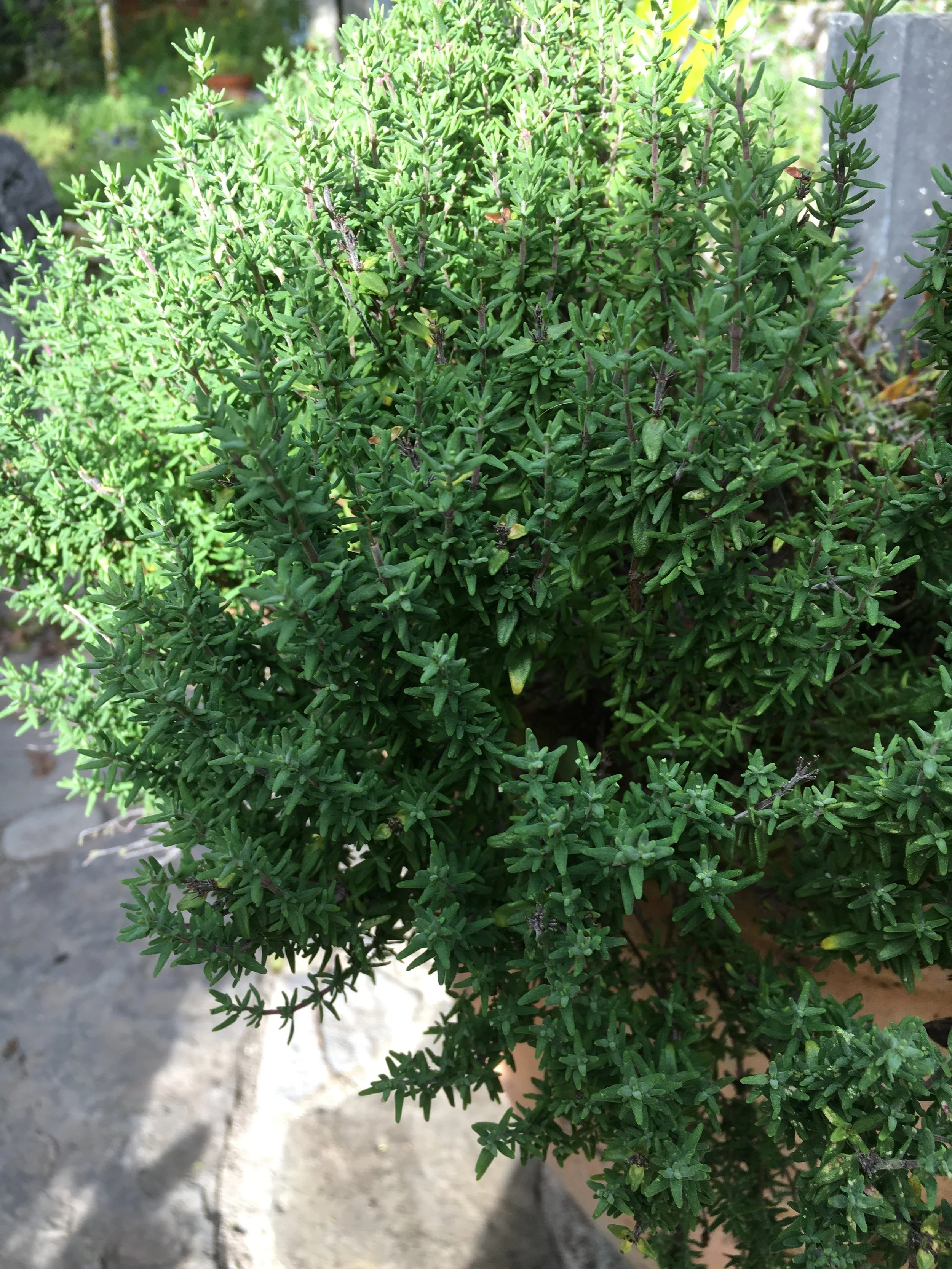 Herb of the Month: Thyme 