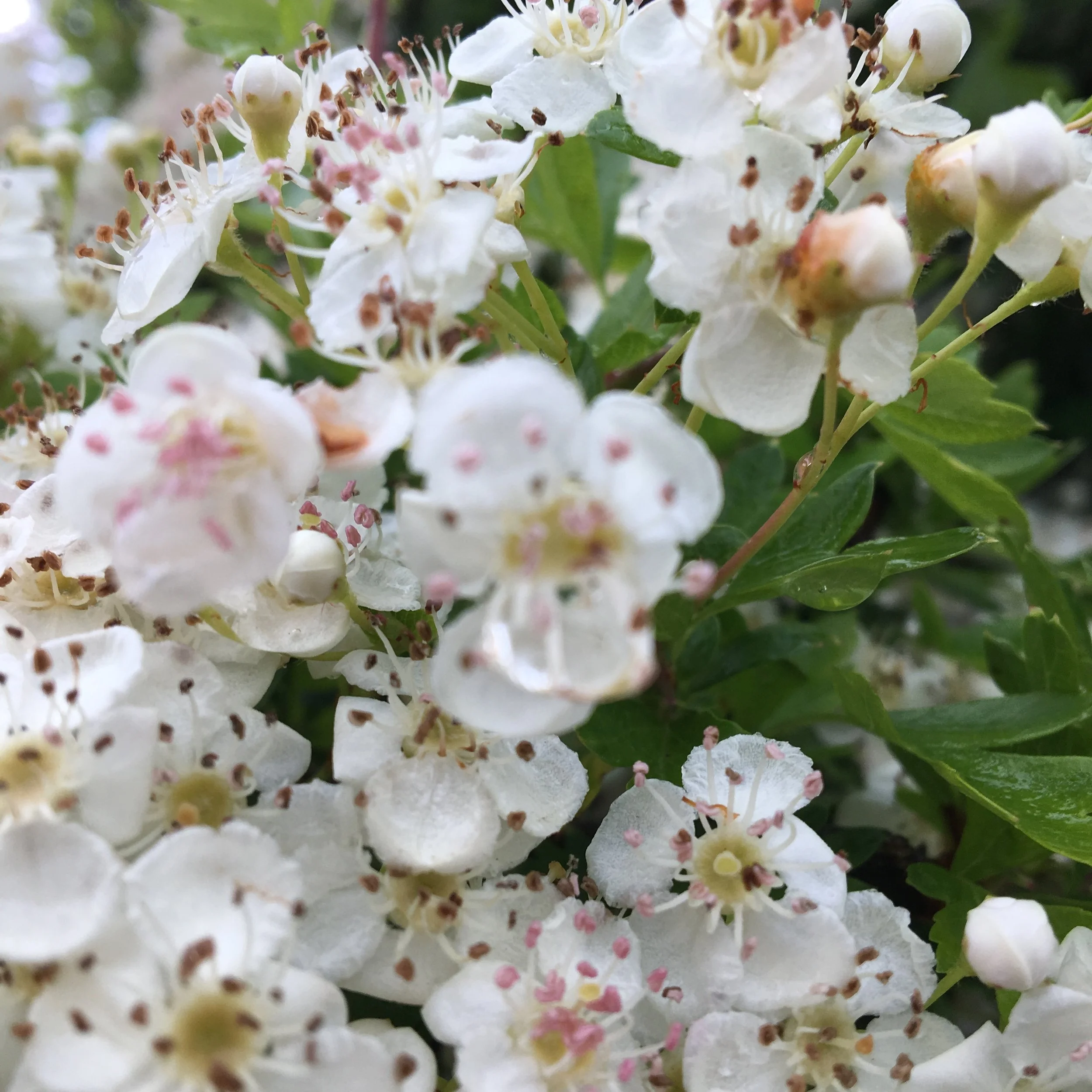 Hawthorn Medicine