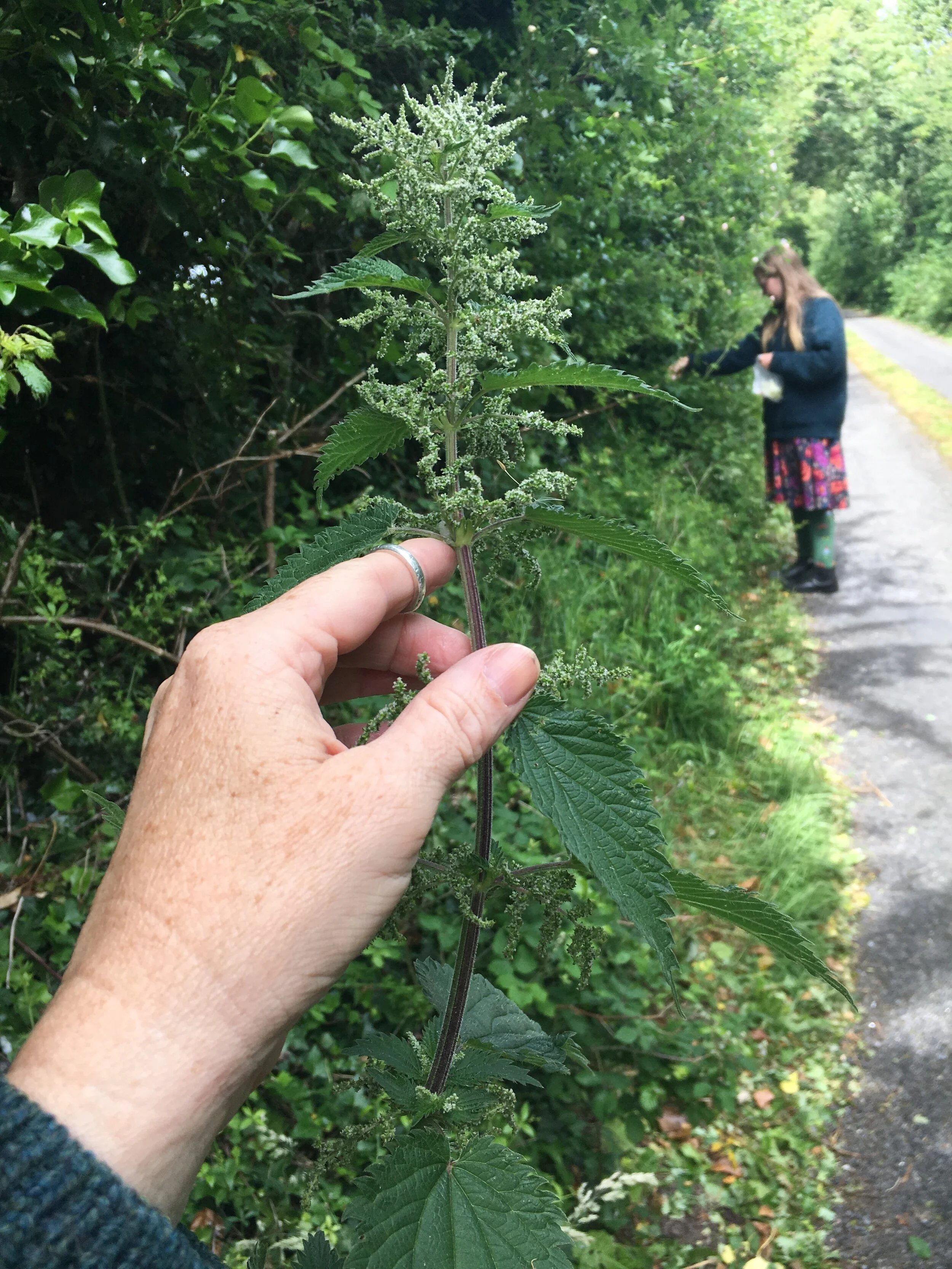 Herbs for Resilience