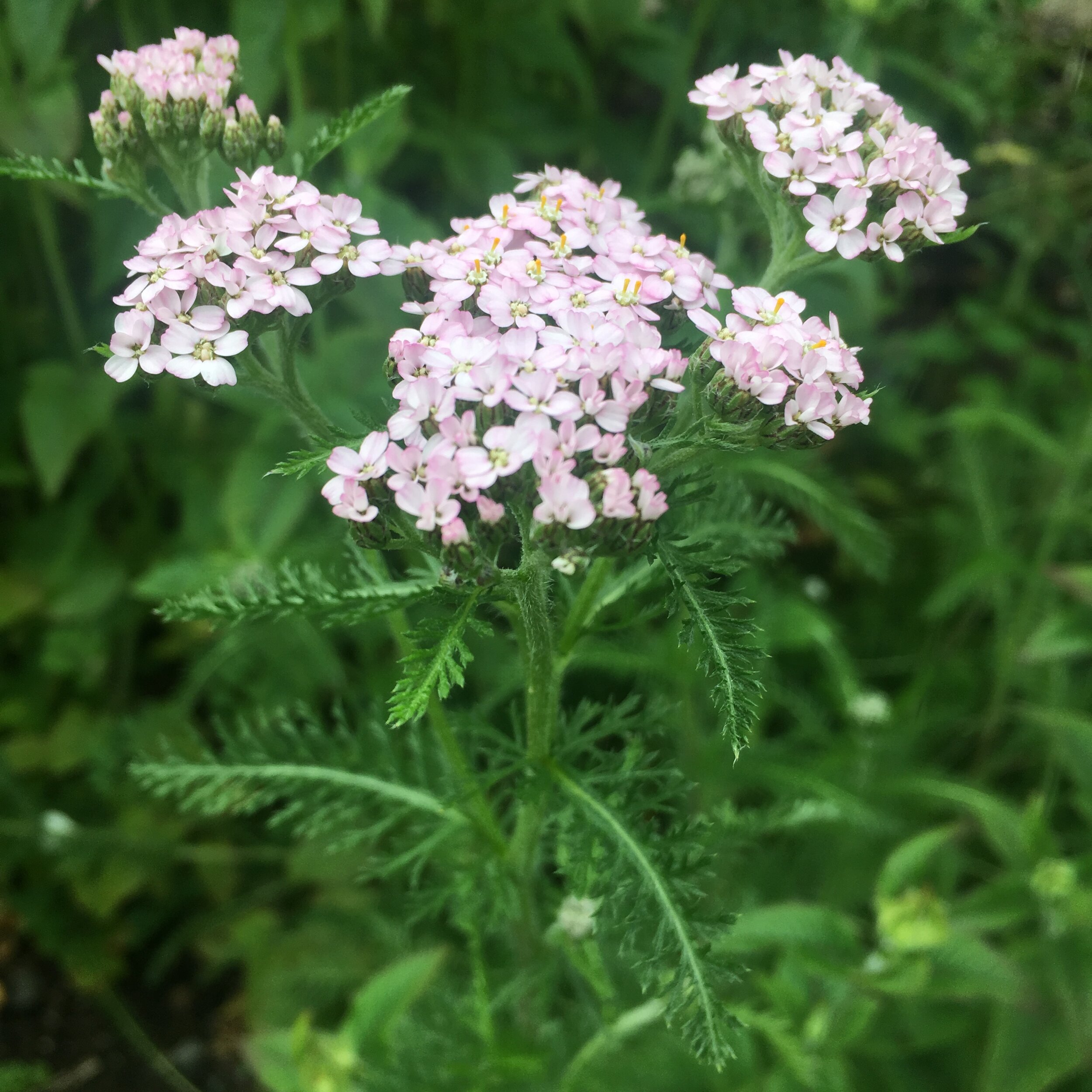 Yarrow to Learn Reciprocity