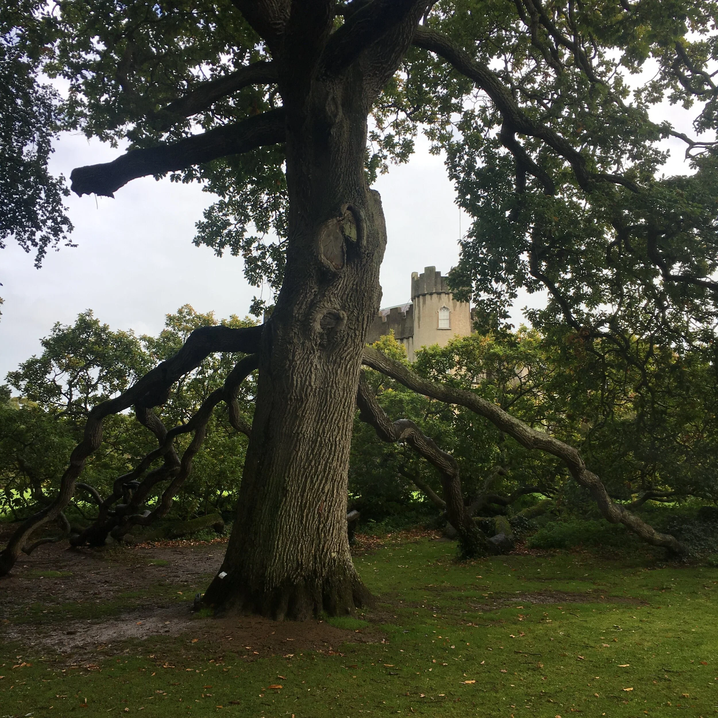 Sacred Ogham Tree: Oak