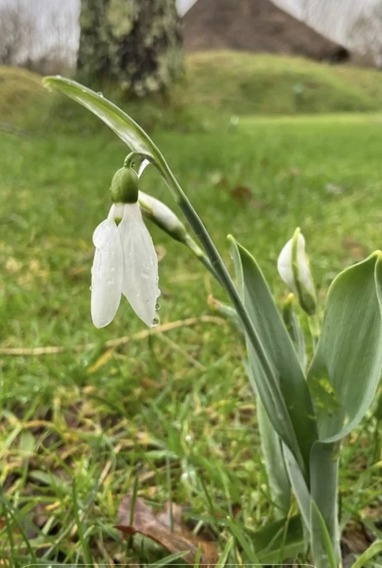 Seasonal Living: Spring Equinox and Alder