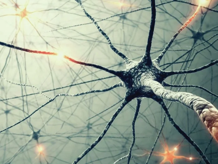 Neuron4.jpg