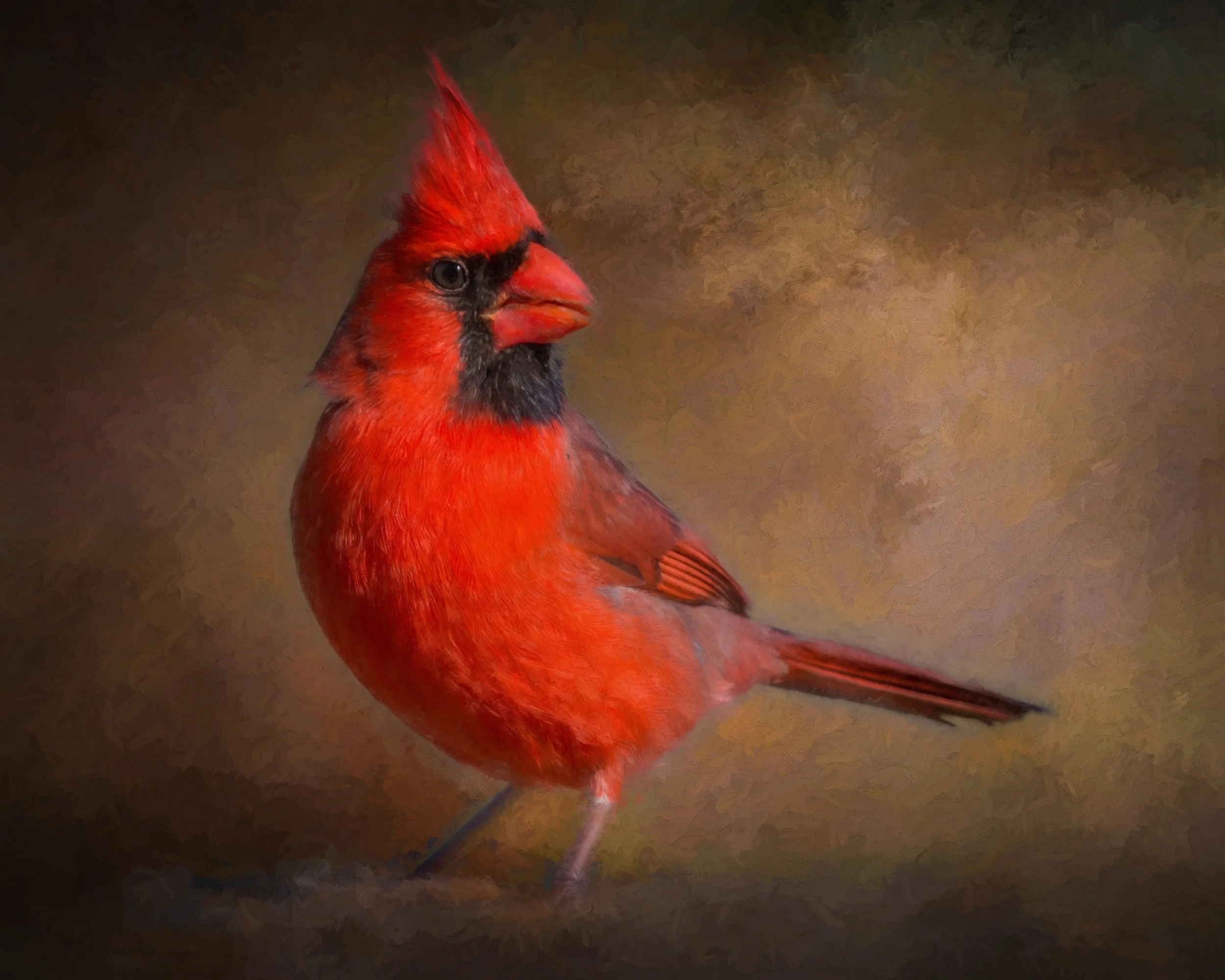 Cardinal Impression.jpg