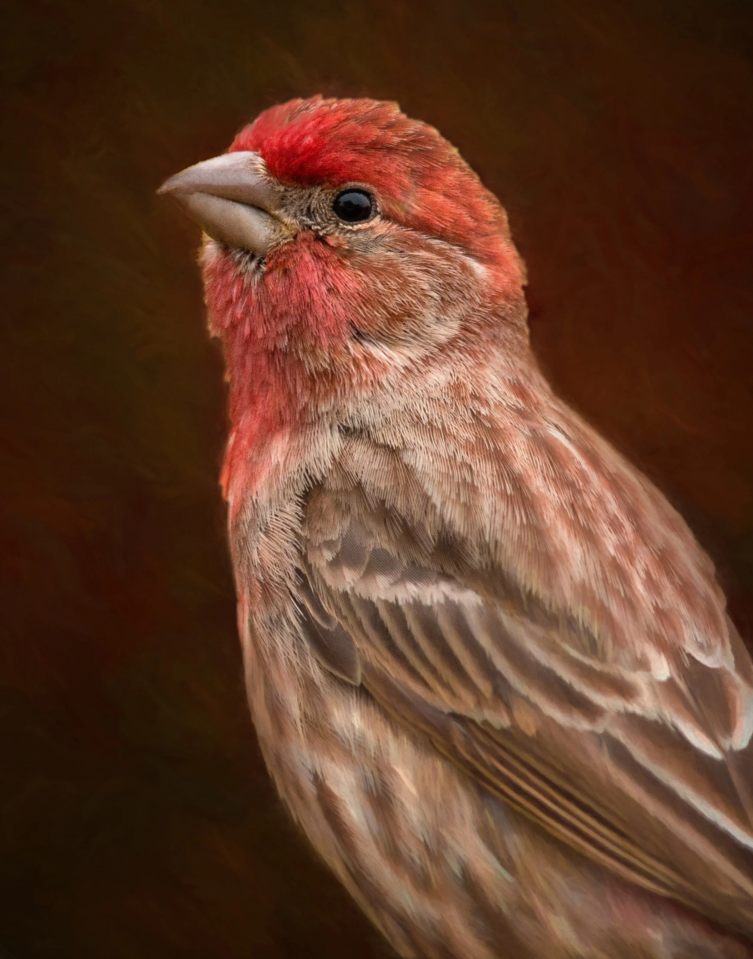 Male House FInch 600mm.jpg
