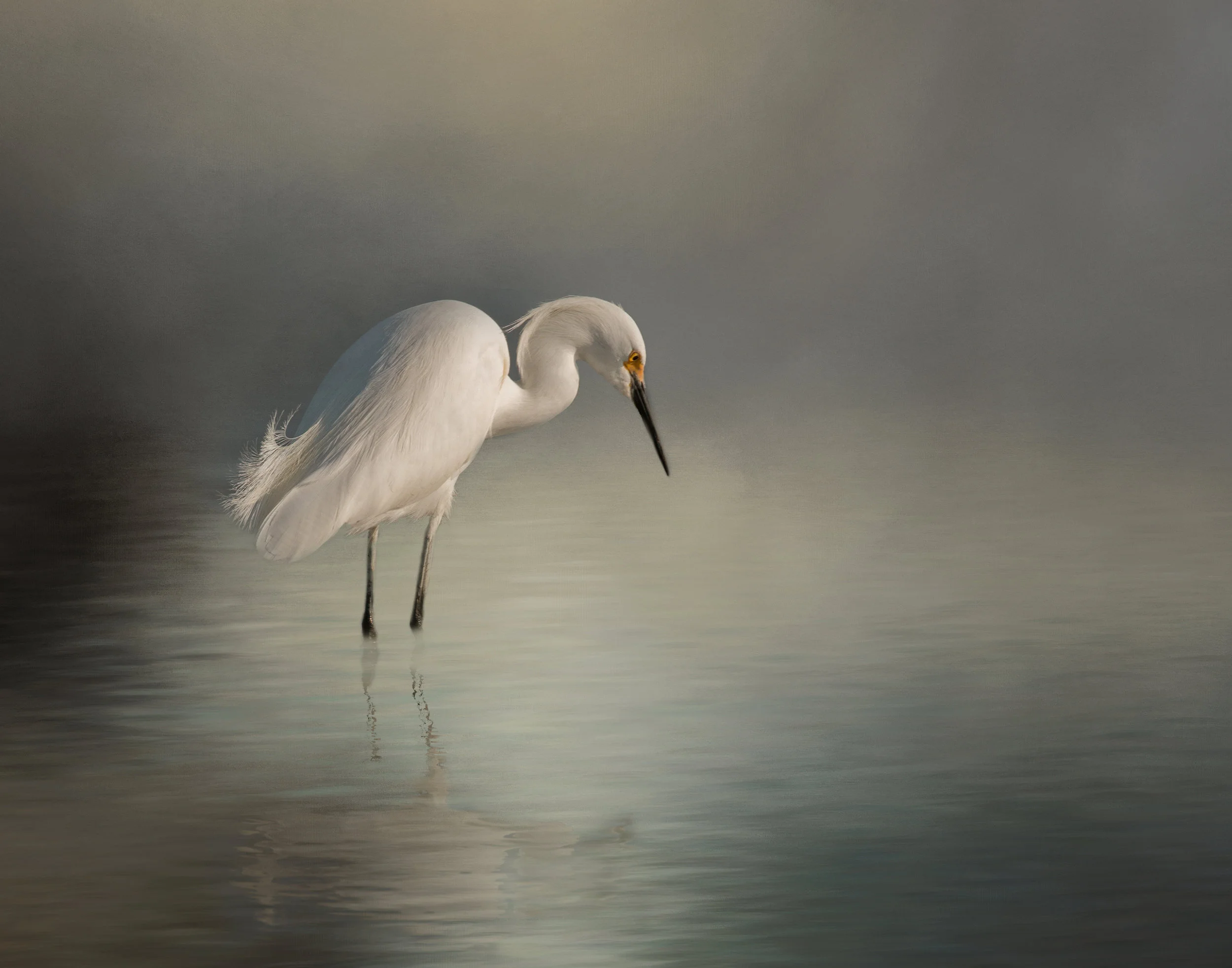 Egret Impression.jpg
