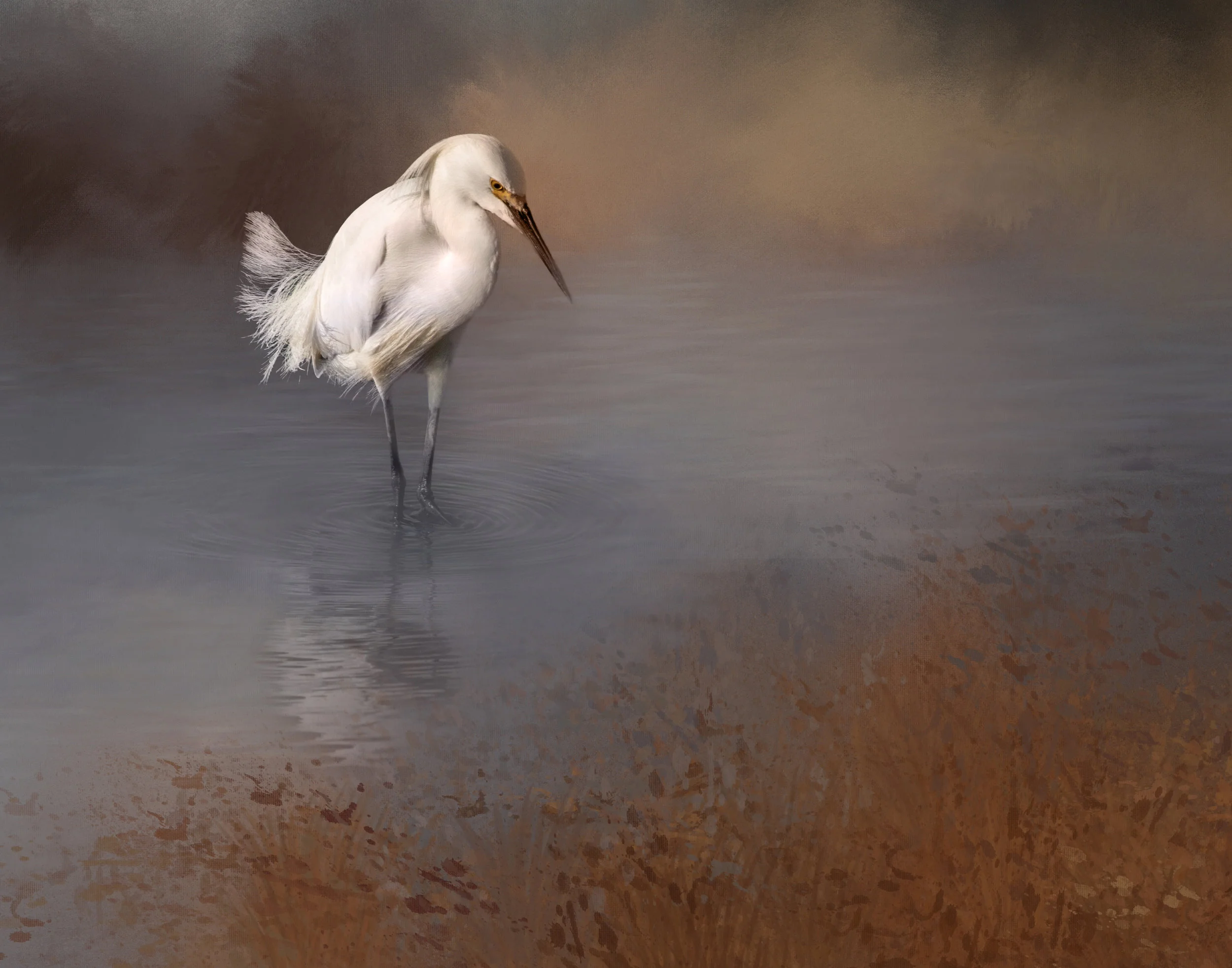 Egret and the edge-2.jpg