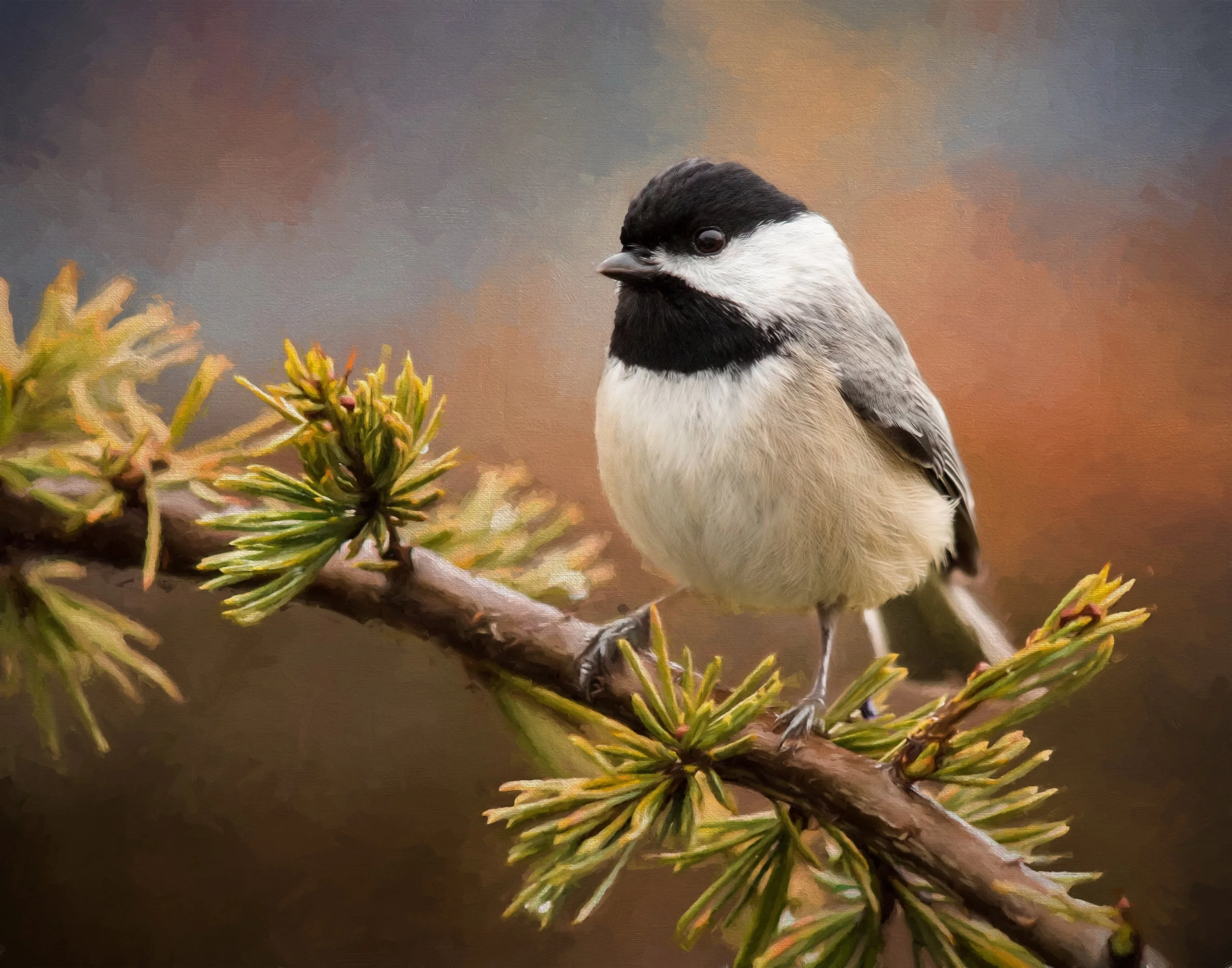 chickadee_MG_0742 Hi Res-Impression.jpg