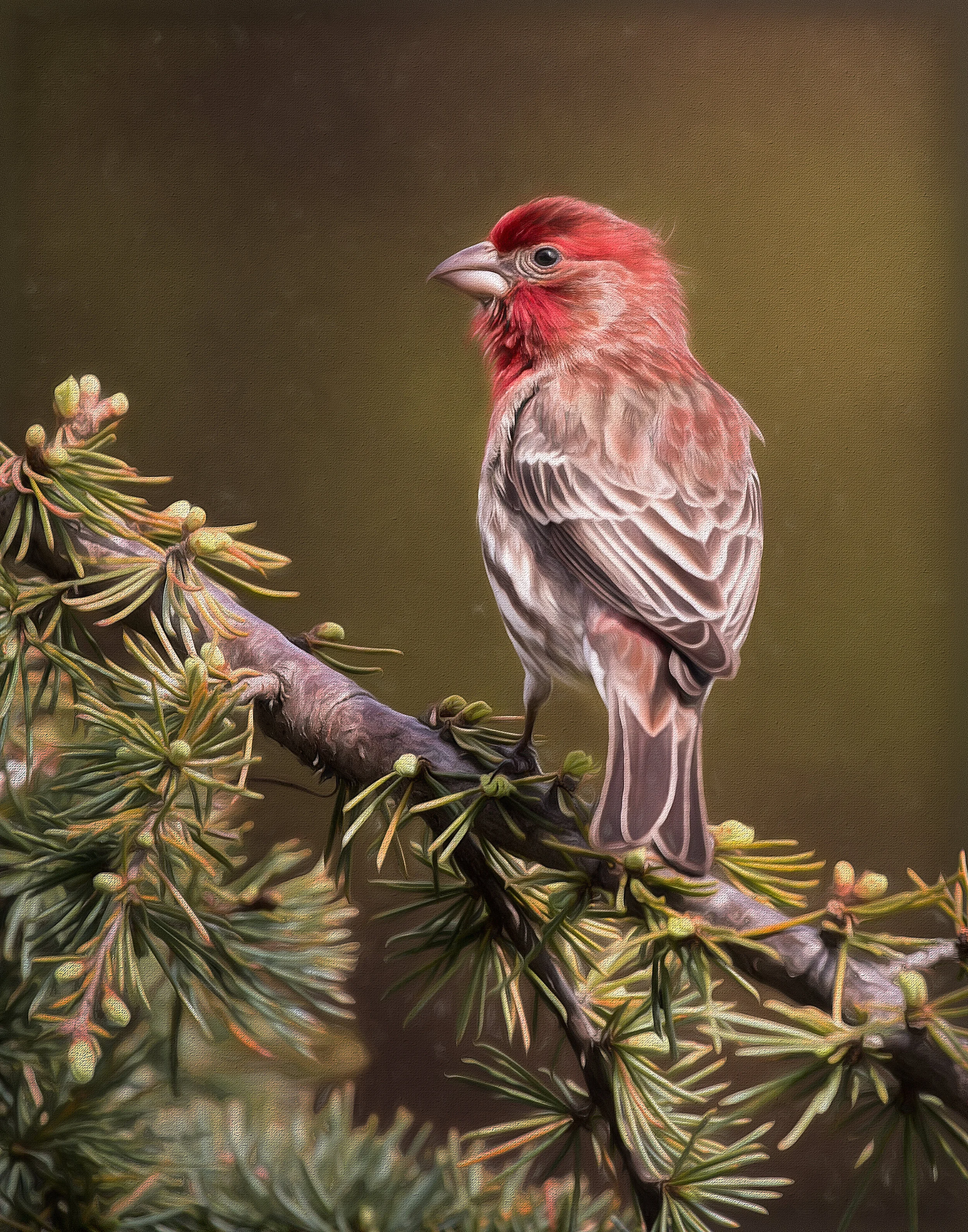 House Finch Georgia Okeefe sharp.jpg
