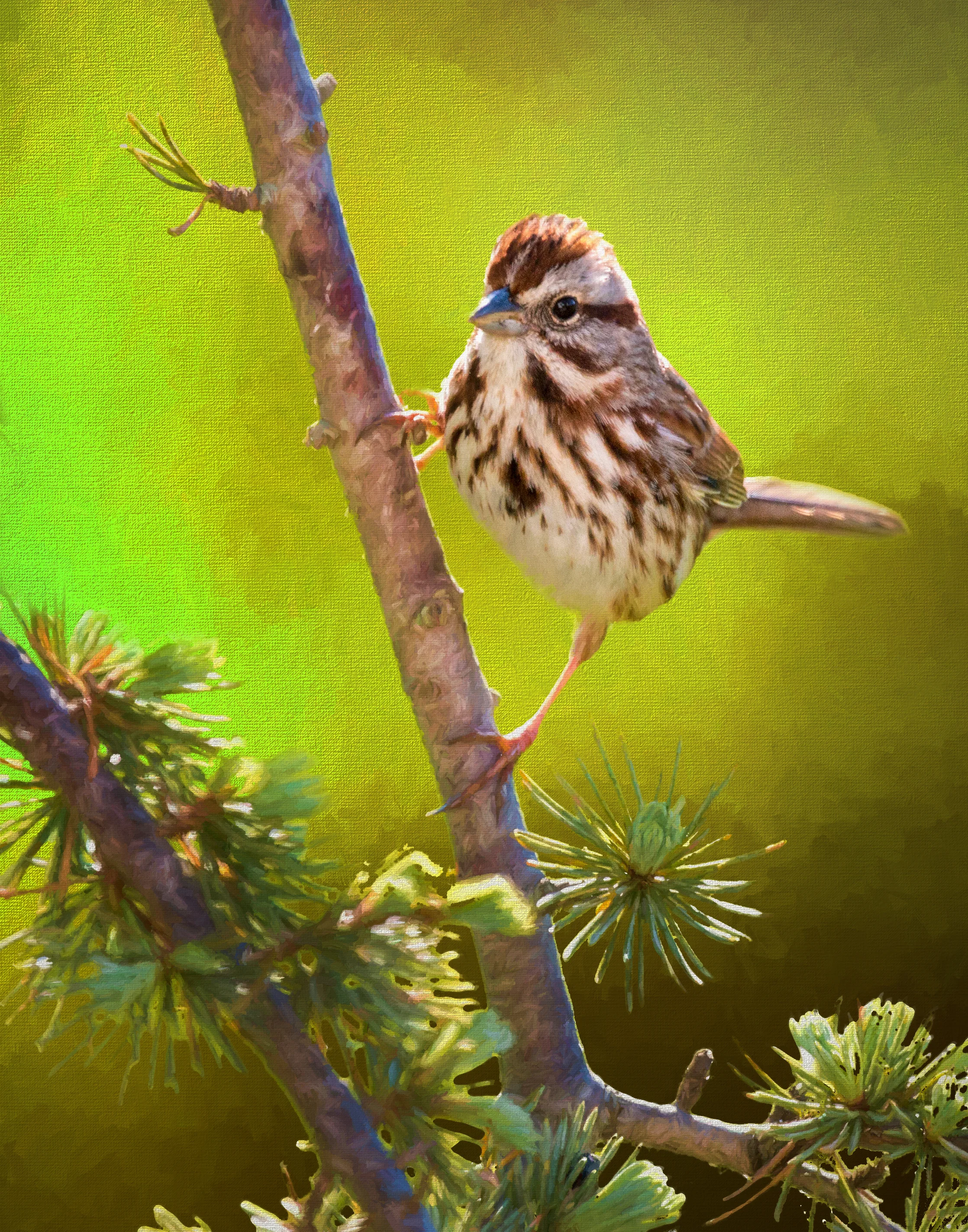 Song Sparrow With Bright Background.jpg
