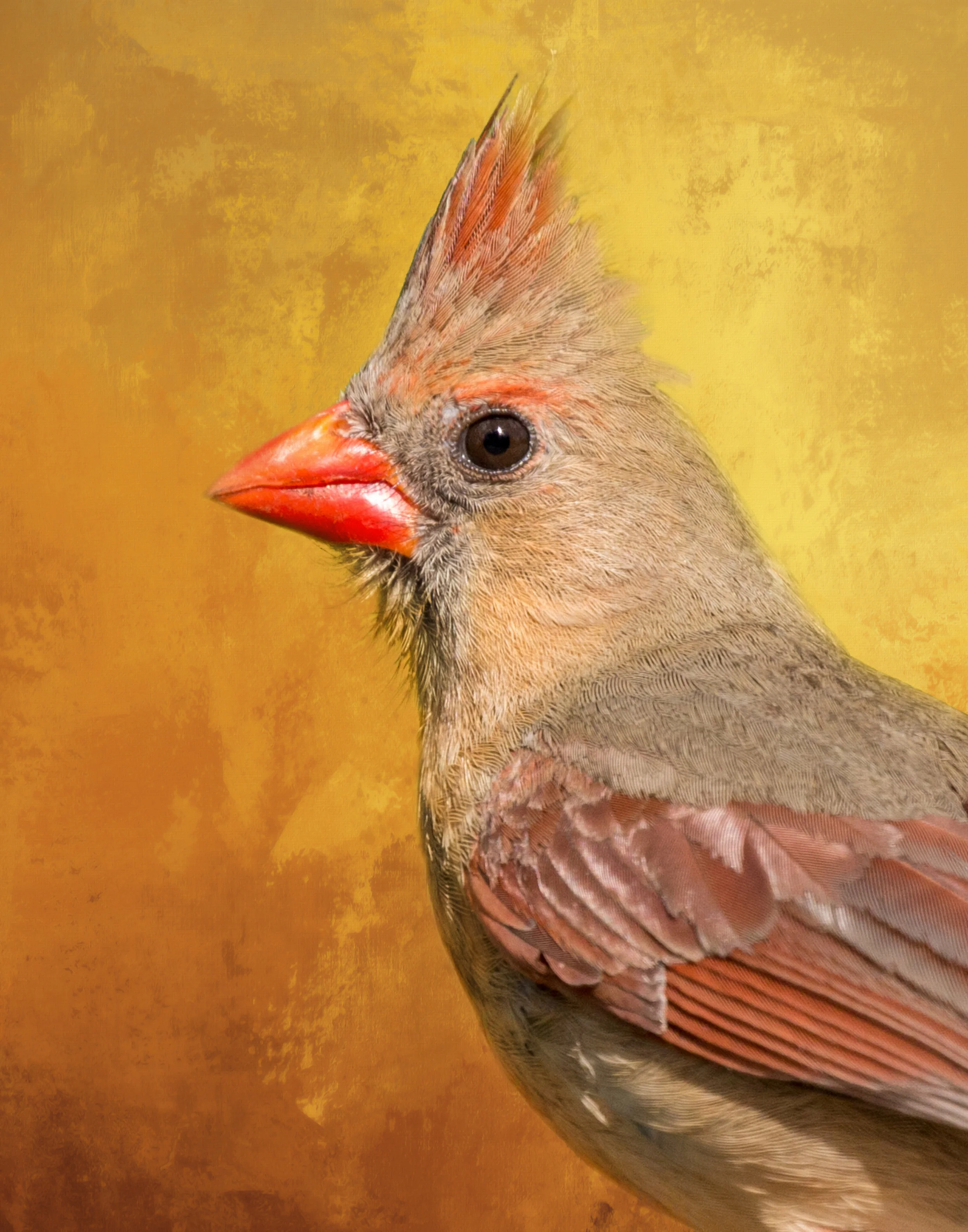 female cardinal close up.jpg