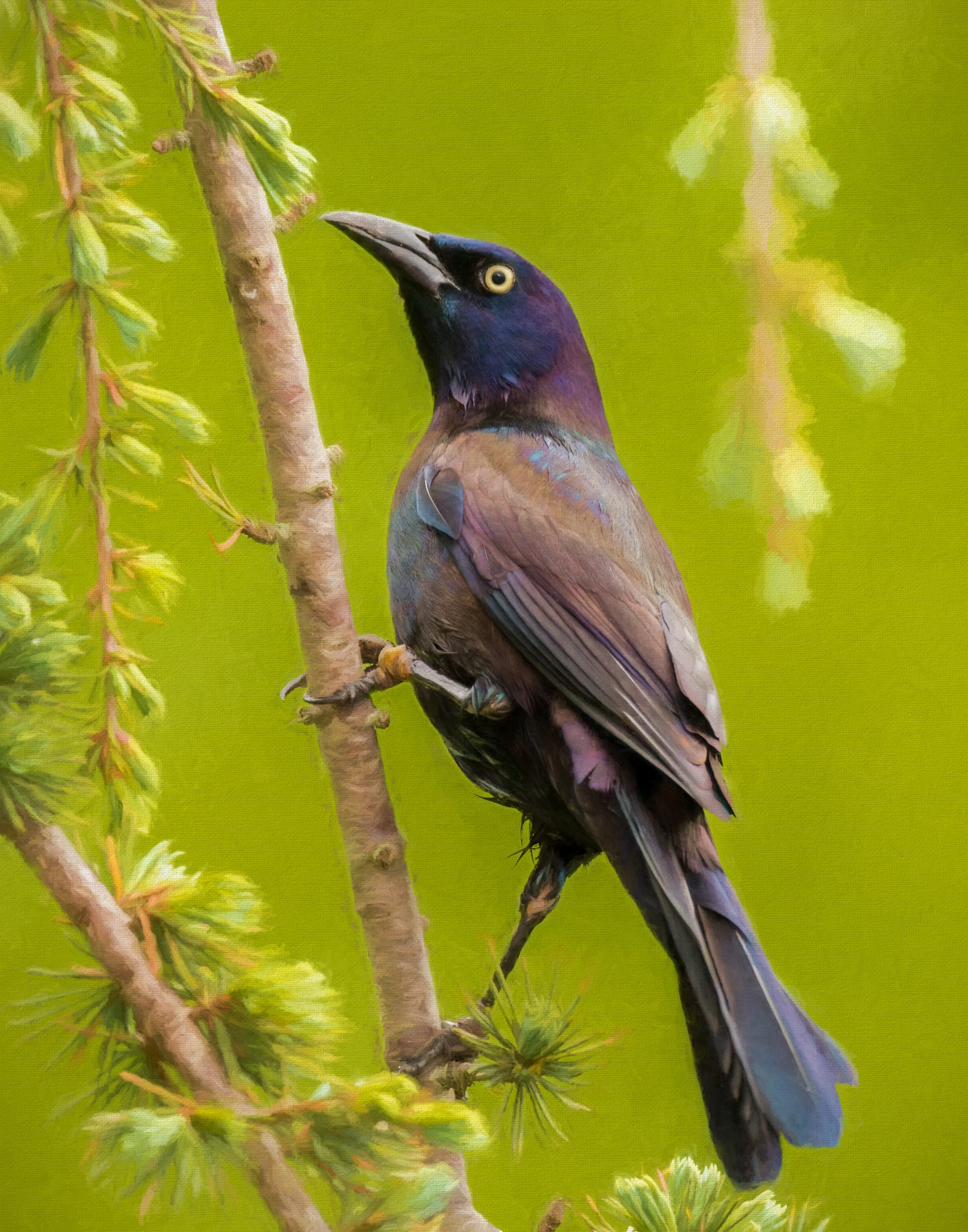 Grackle on lime Green.jpg