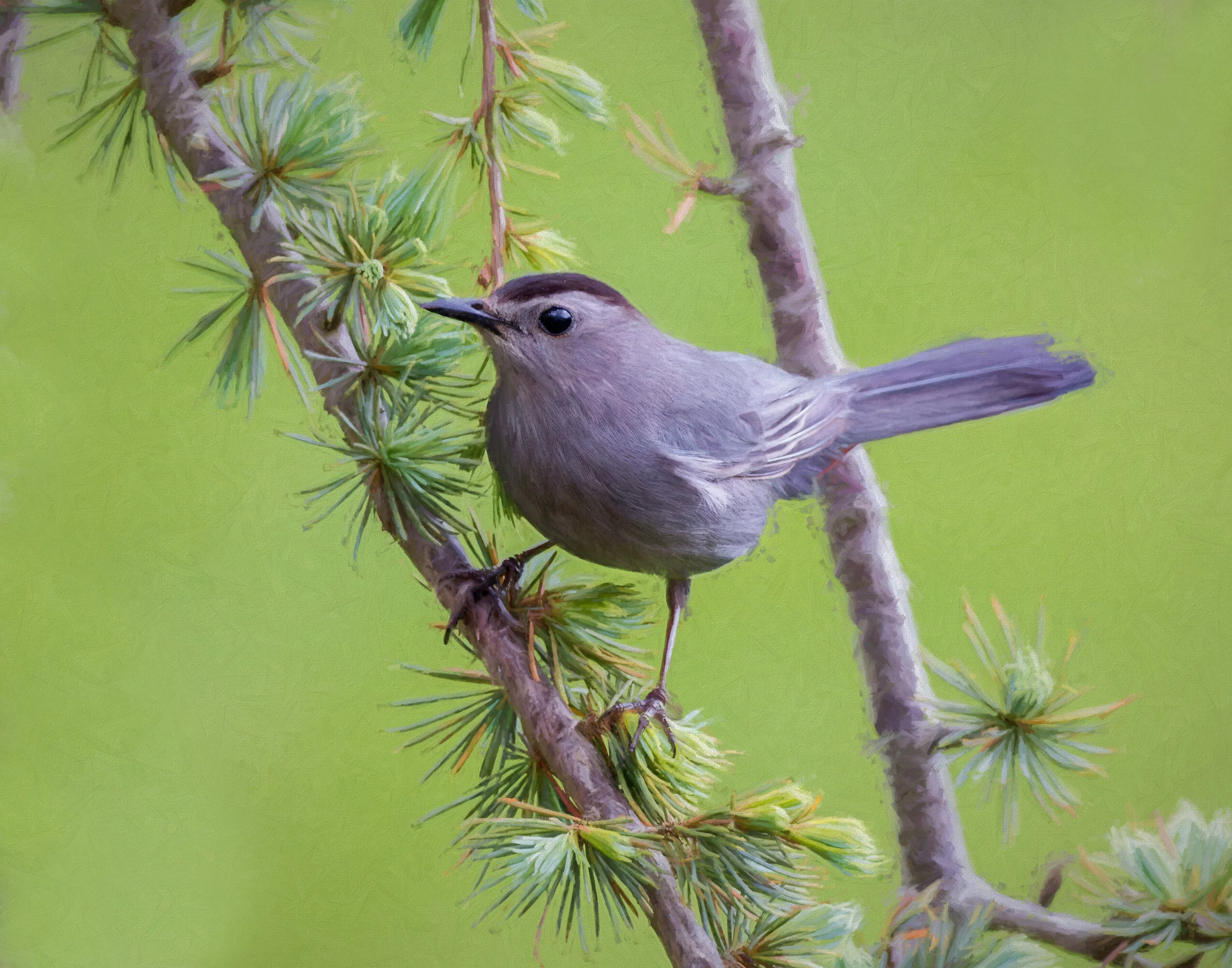 Catbird on thin branch.jpg
