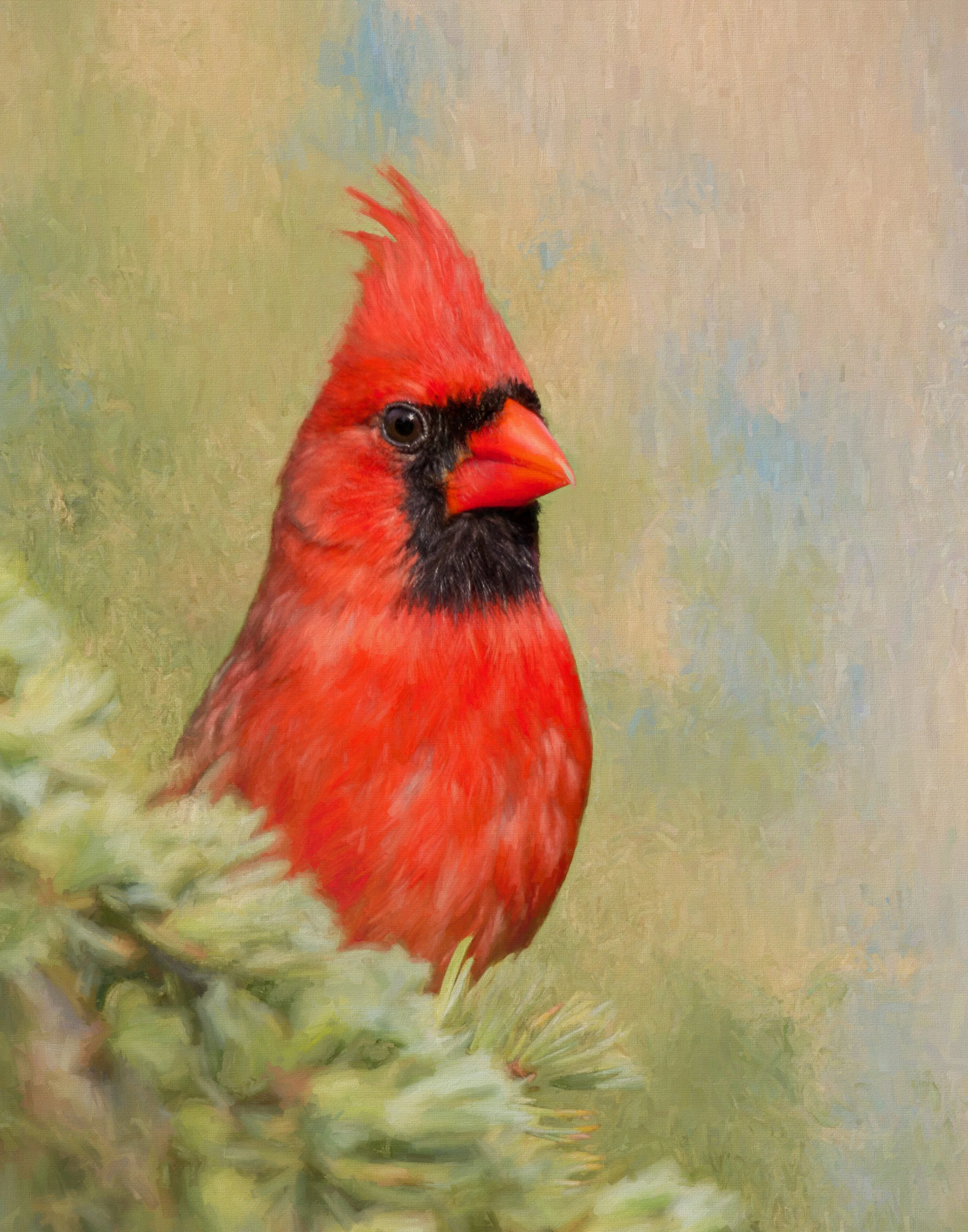 Cardinal peek a boo.jpg