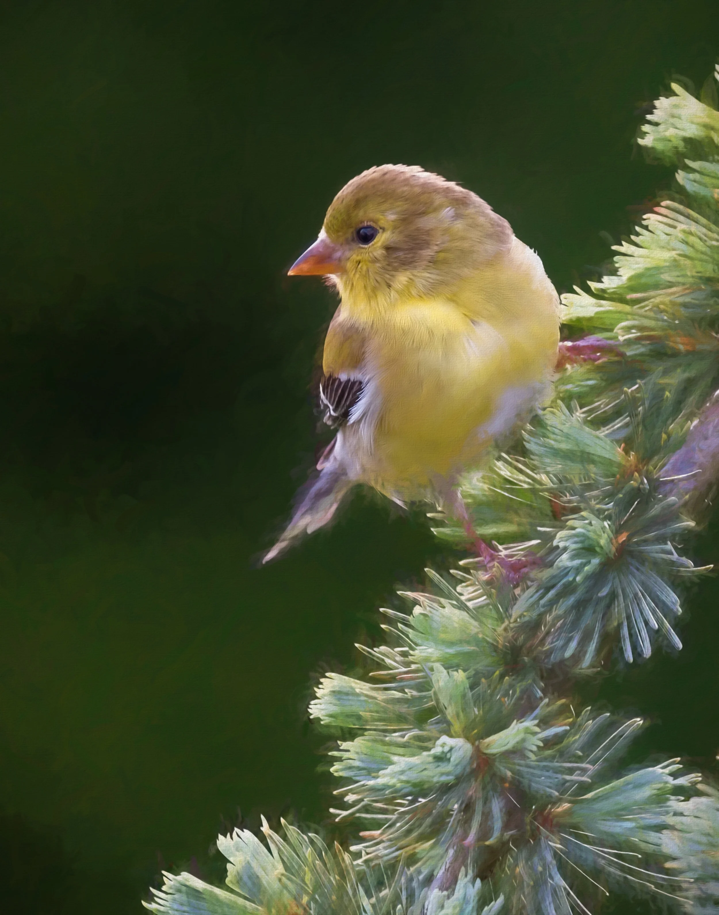 Female gold FInch.jpg
