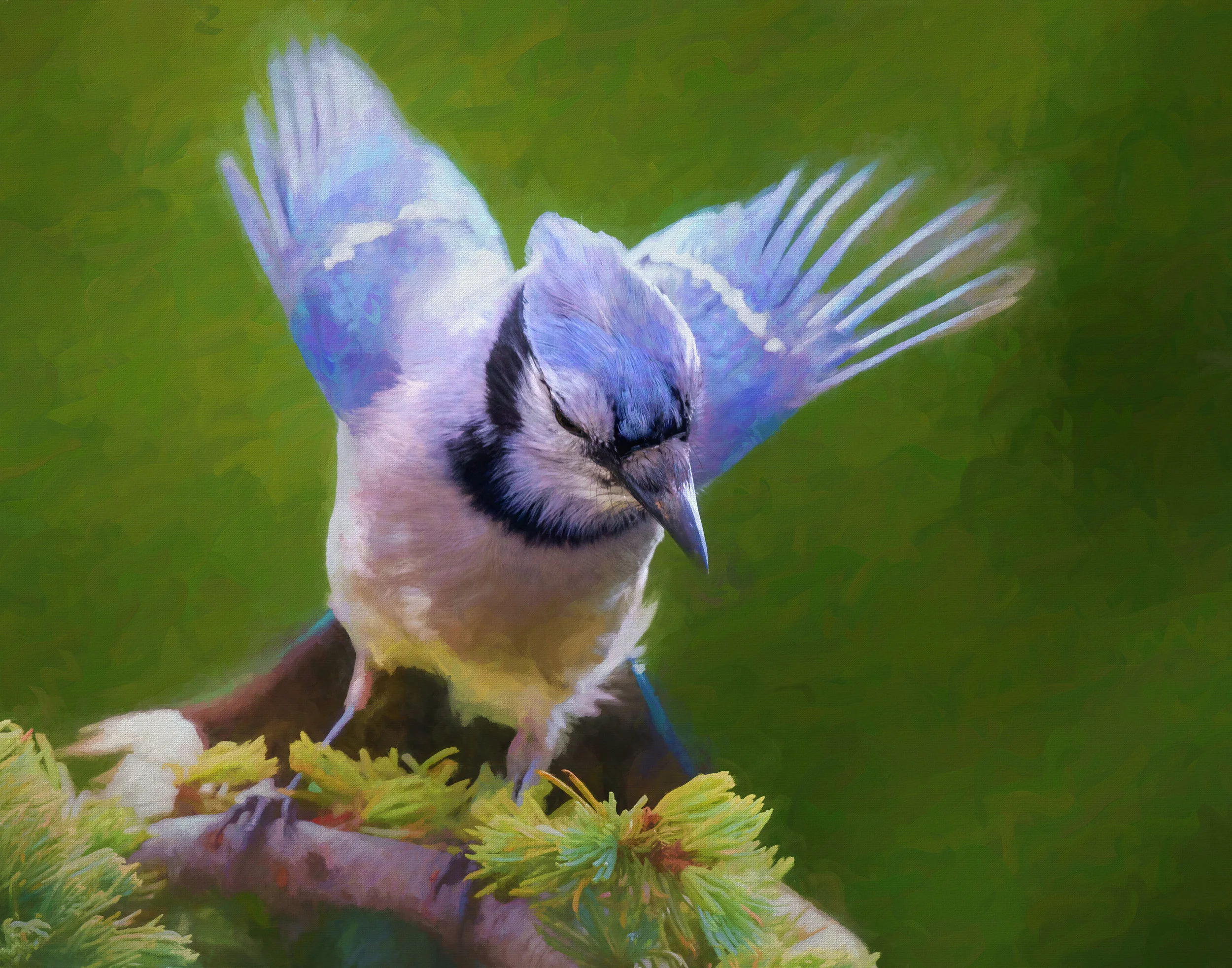 Blue Jay Take Off.jpg