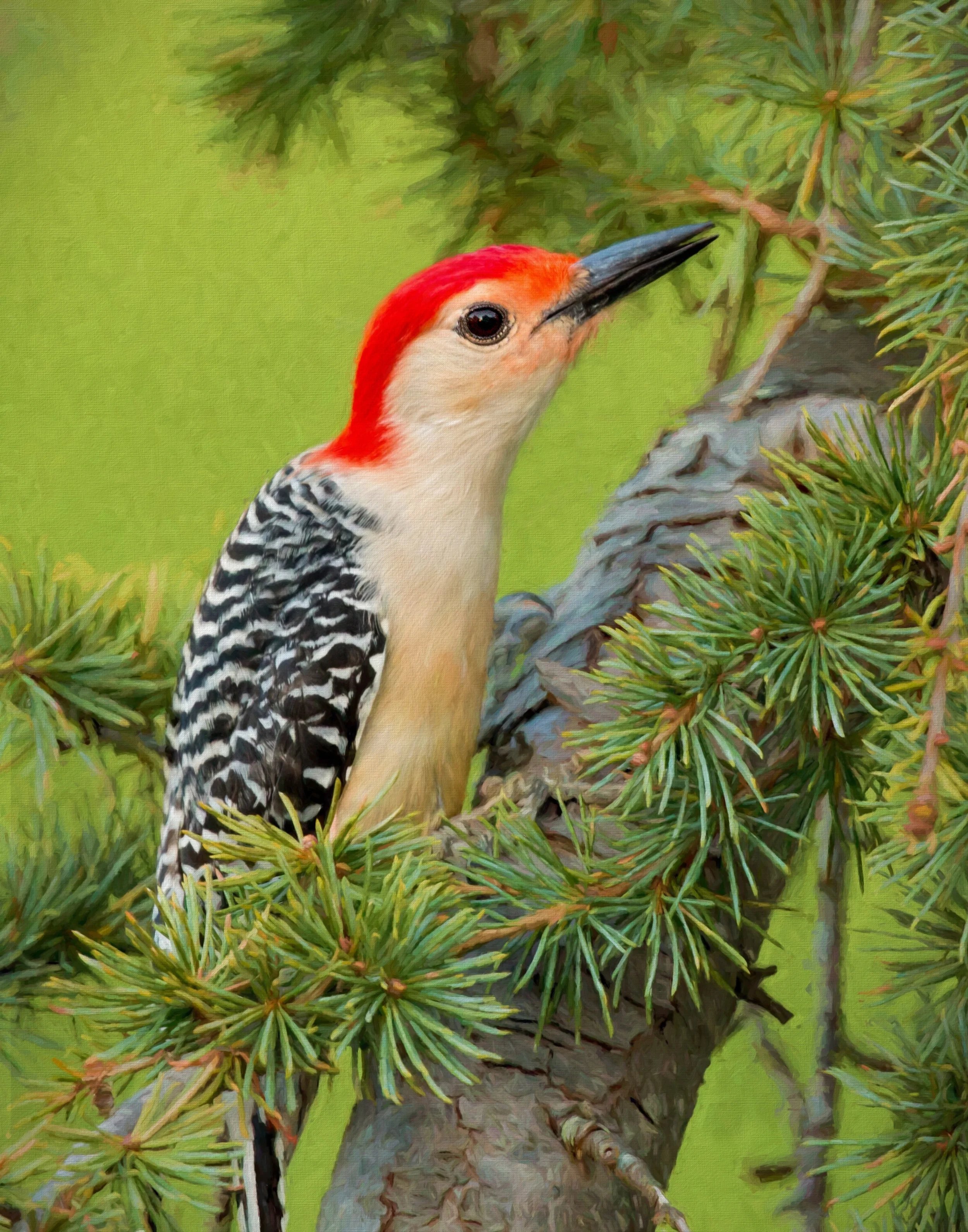 Male Red Bellied Woodpecker in the tree.jpg