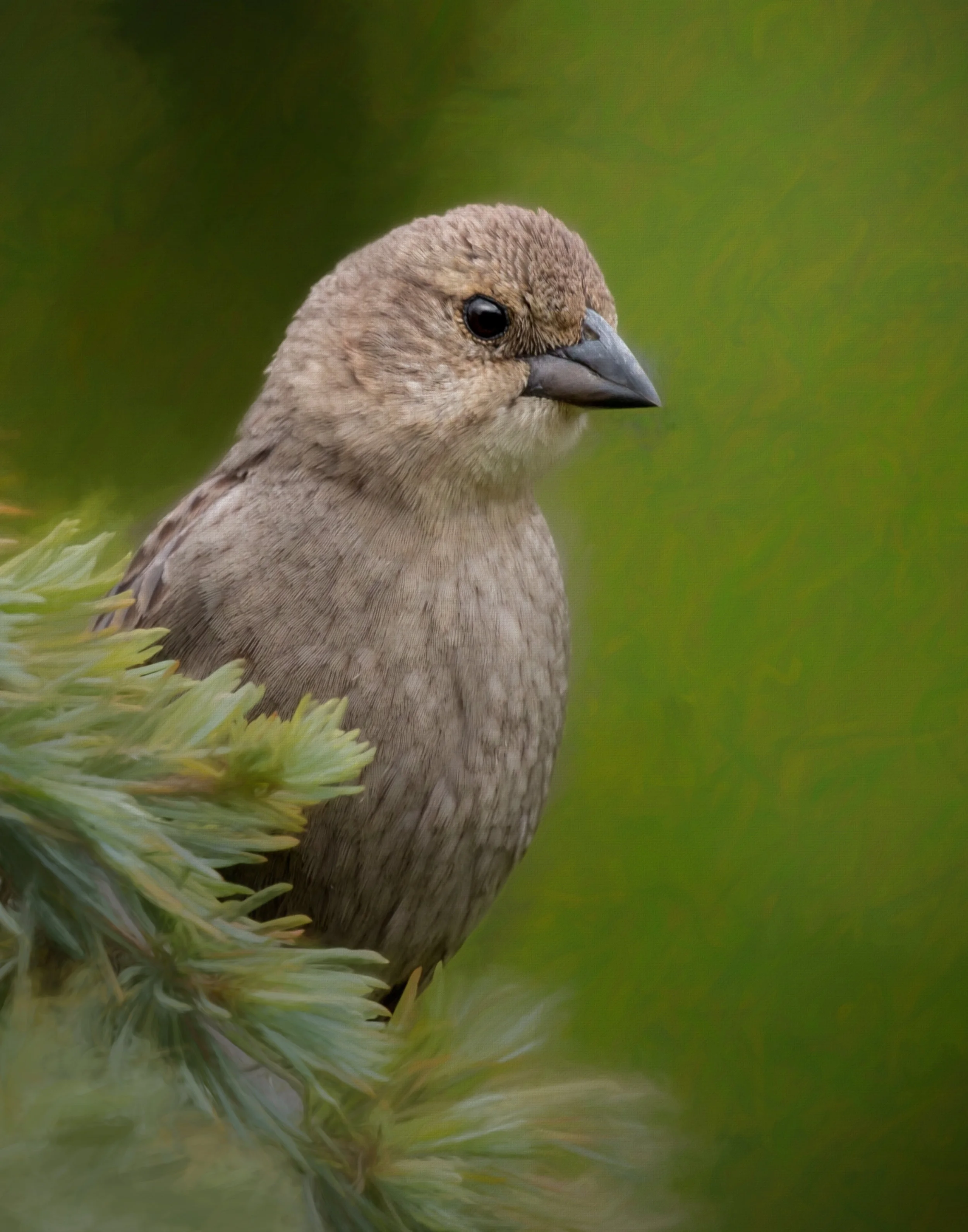 Female Cowbird.jpg