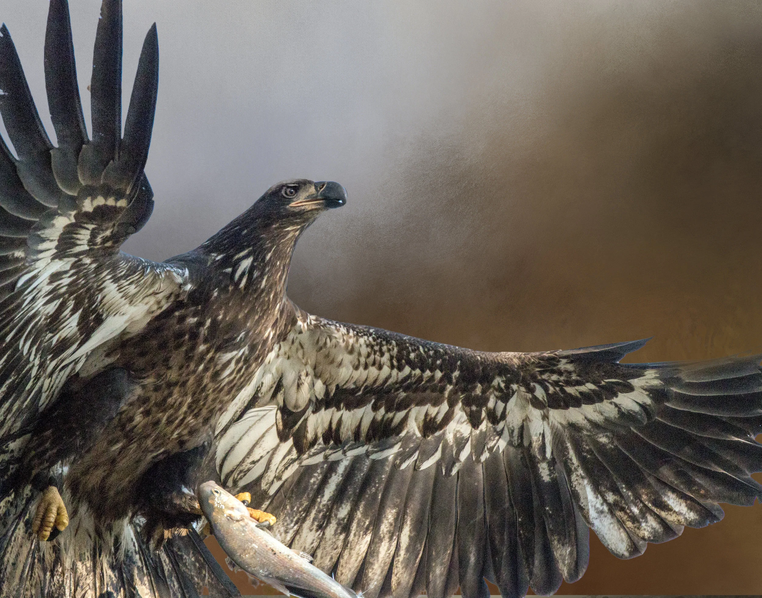 Young Eagle with Fish Close Up.jpg