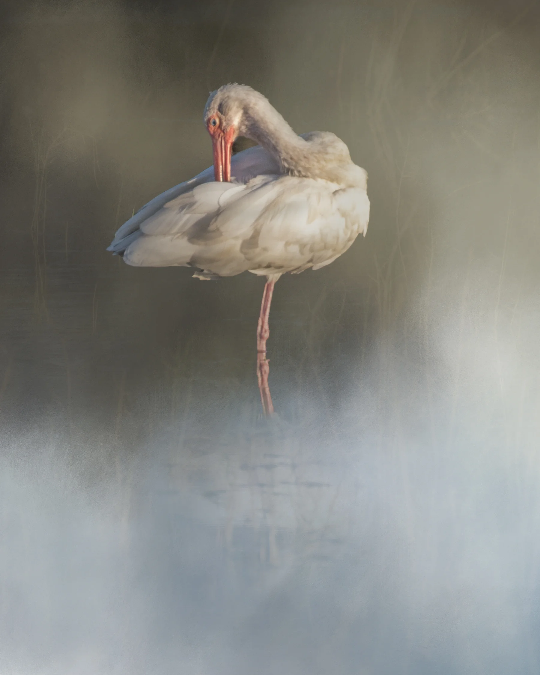 in the mist.jpg