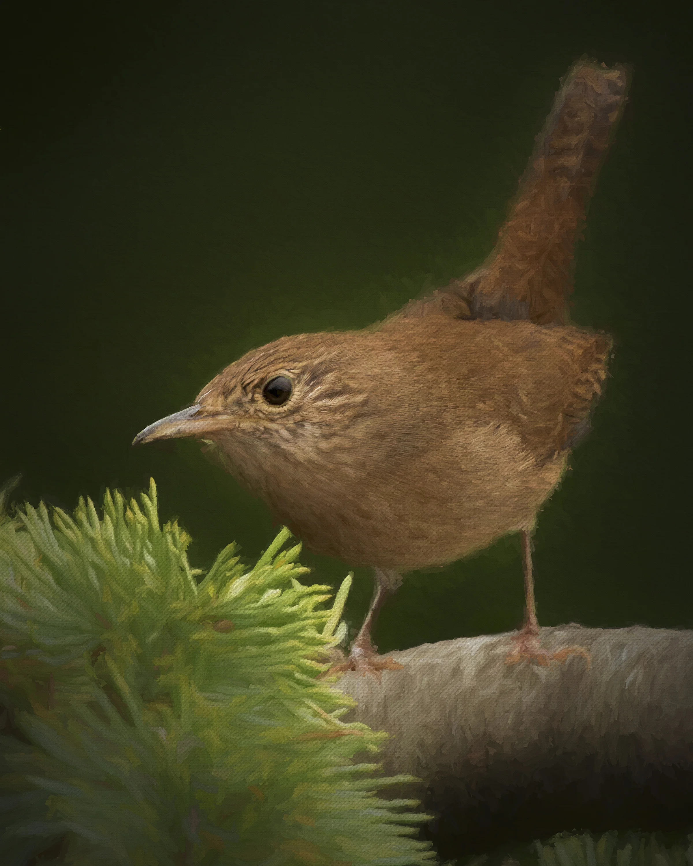 House Wren 8x10.jpg