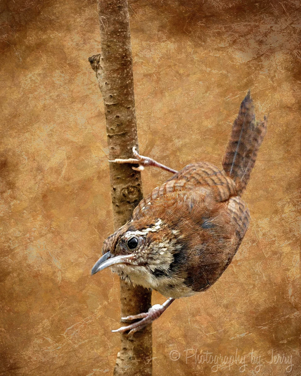 Carolina Wren on Branch.jpg