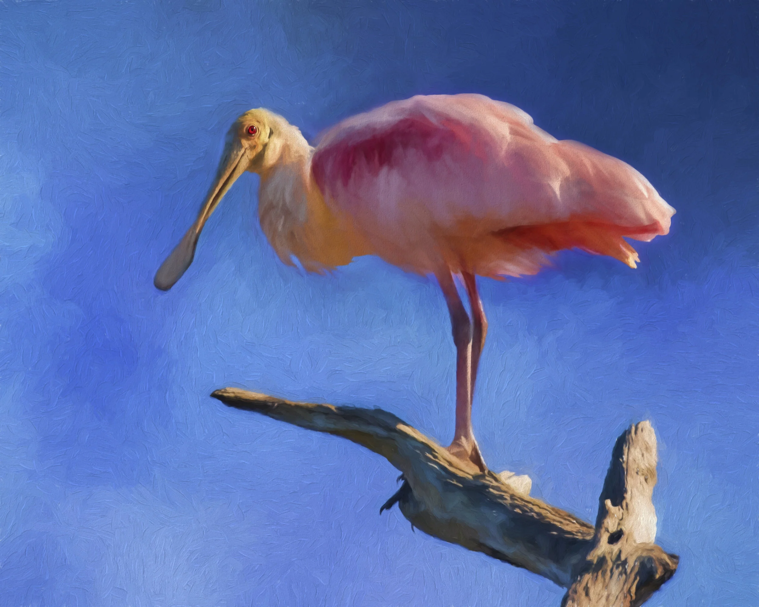 Roseate Spoonbill on a branch.jpg