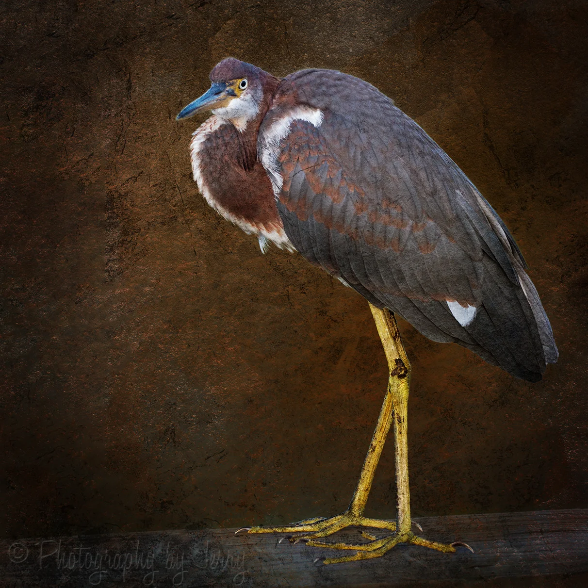Tri Color Heron.jpg