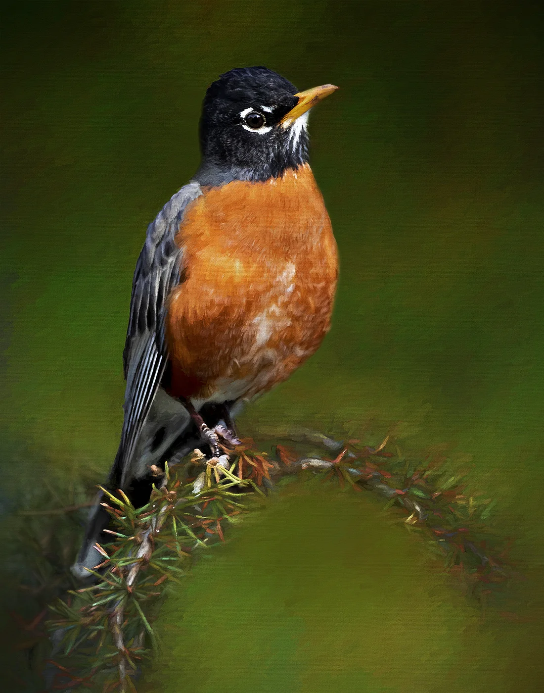 36-American Robin.jpg