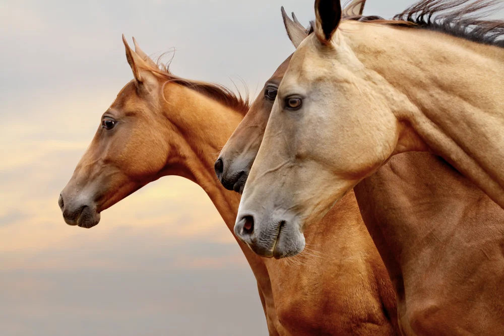 Teamofhorses.jpg