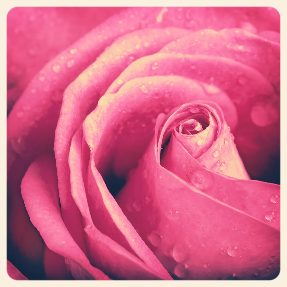 Rose.jpg