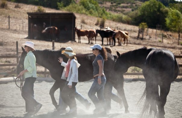 Group with horses.jpg