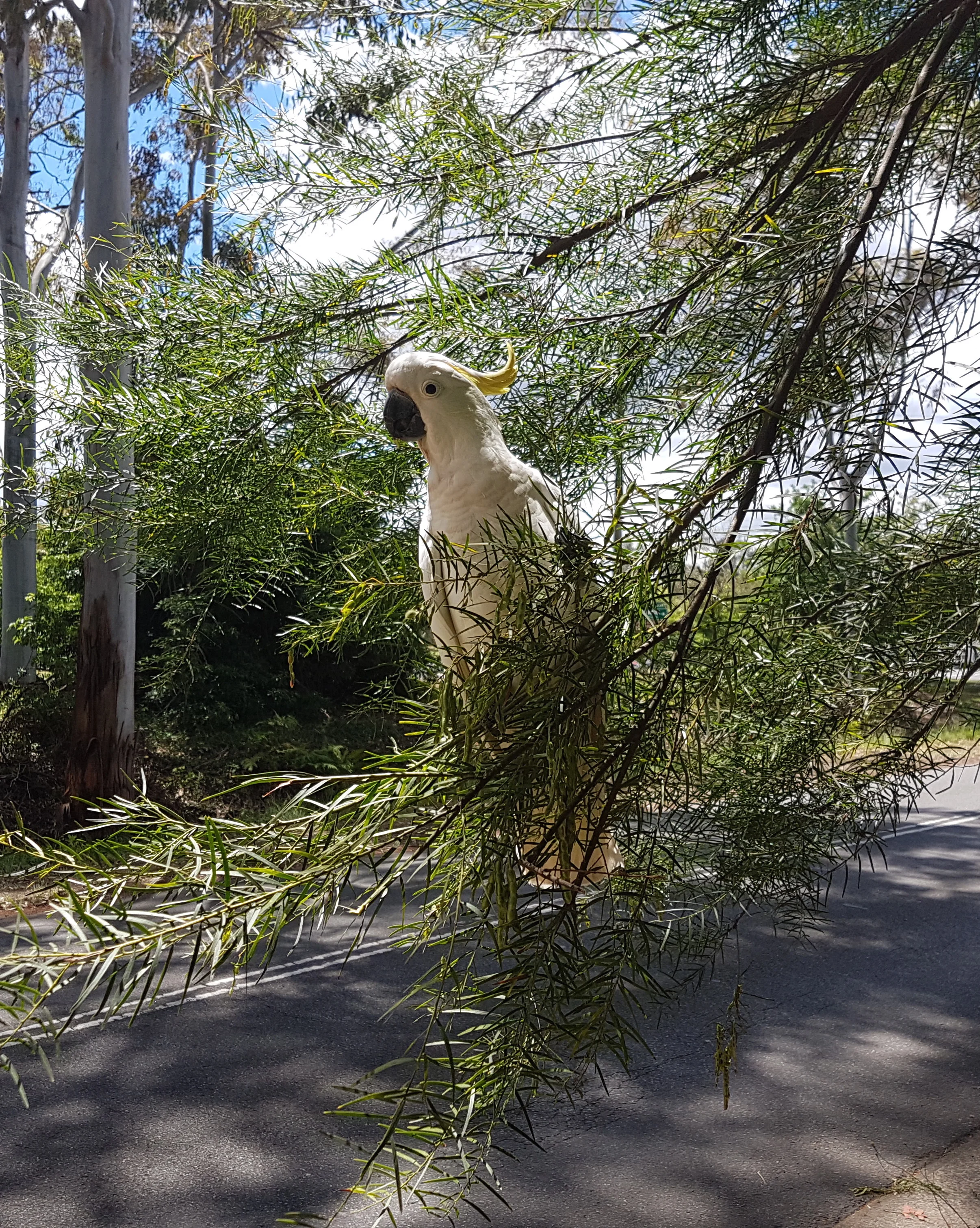 Passed this fellow when out for fresh air & caffeine.