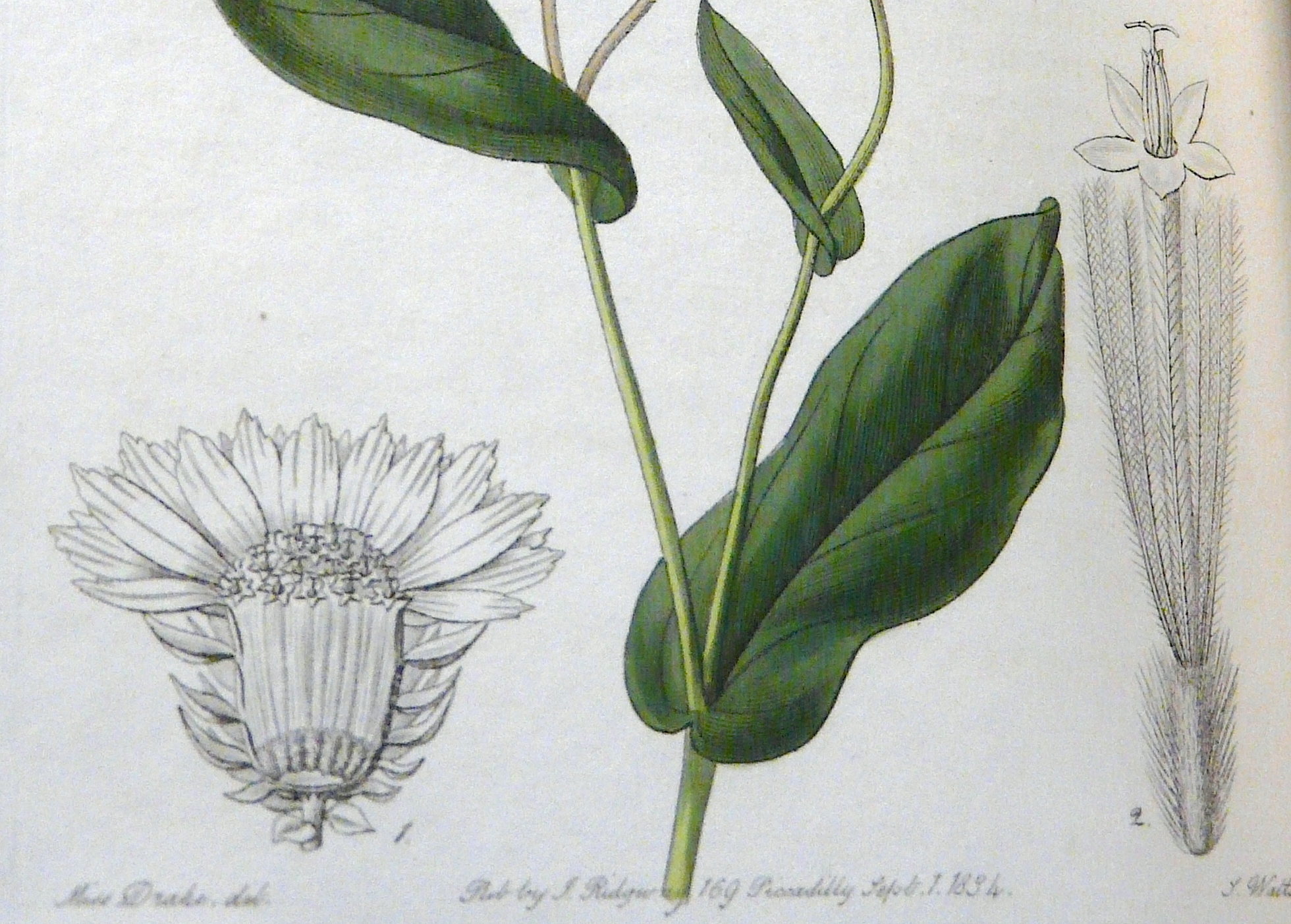 Illustration by 'Miss Drake'