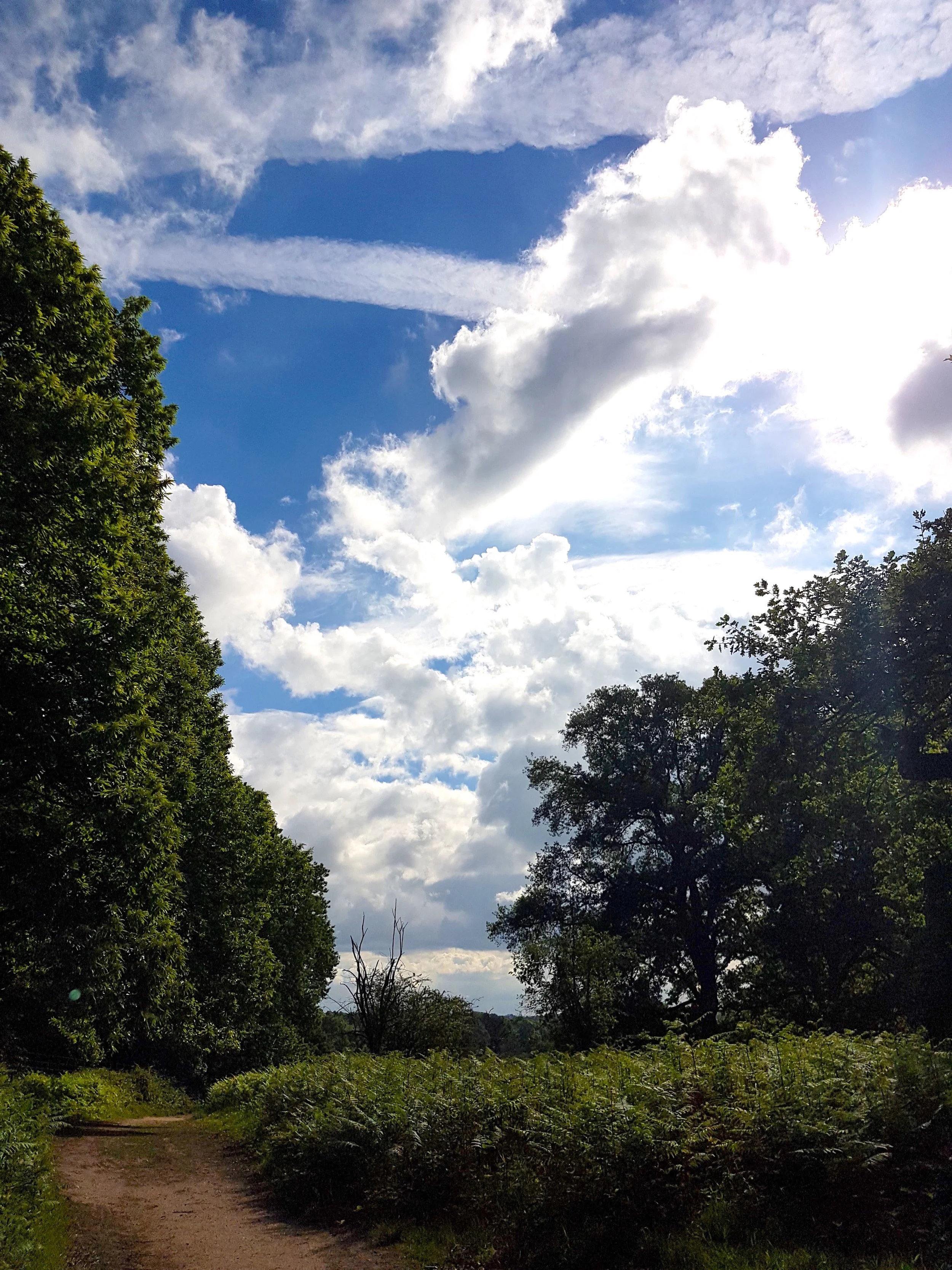 Richmond Park